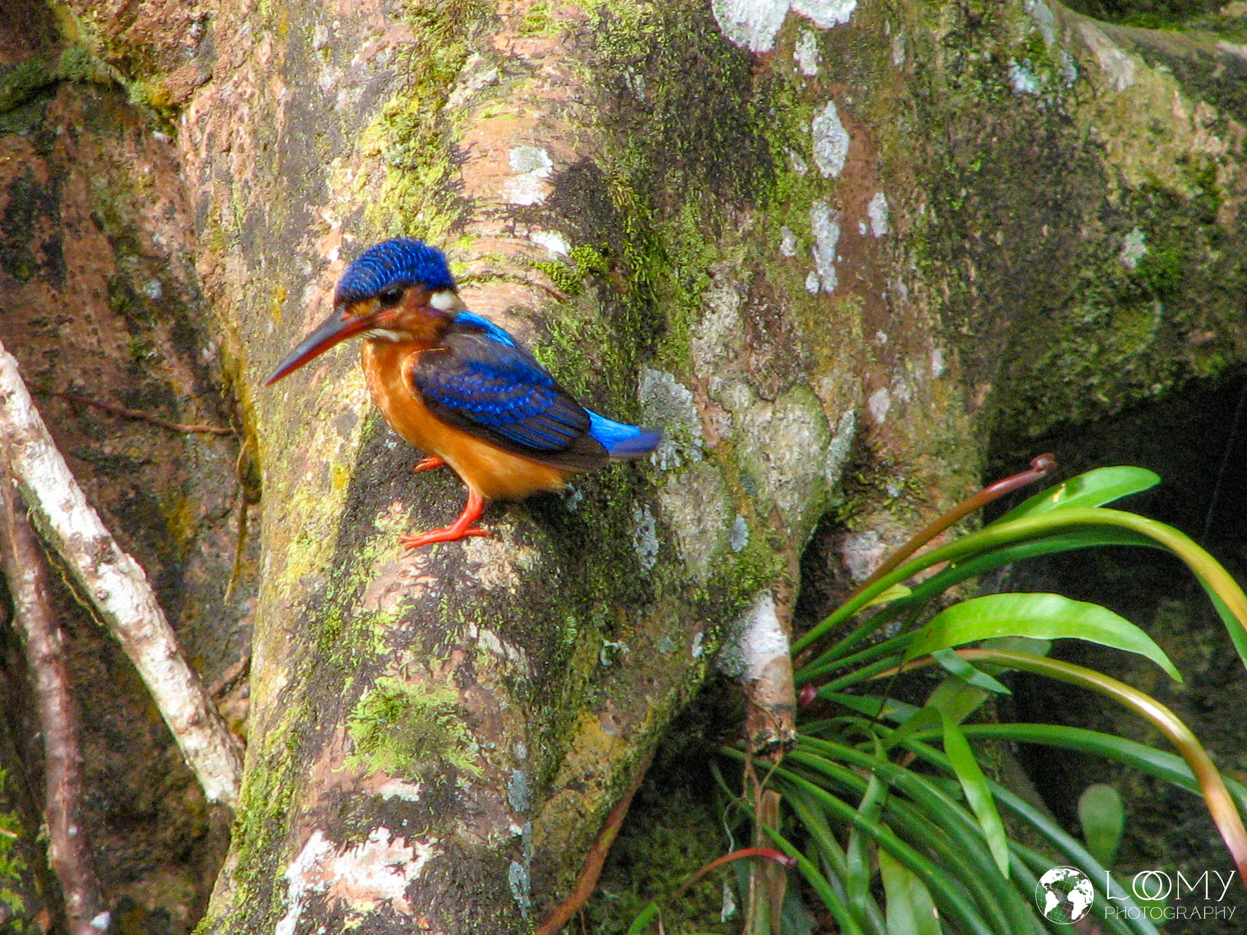 Eisvogel