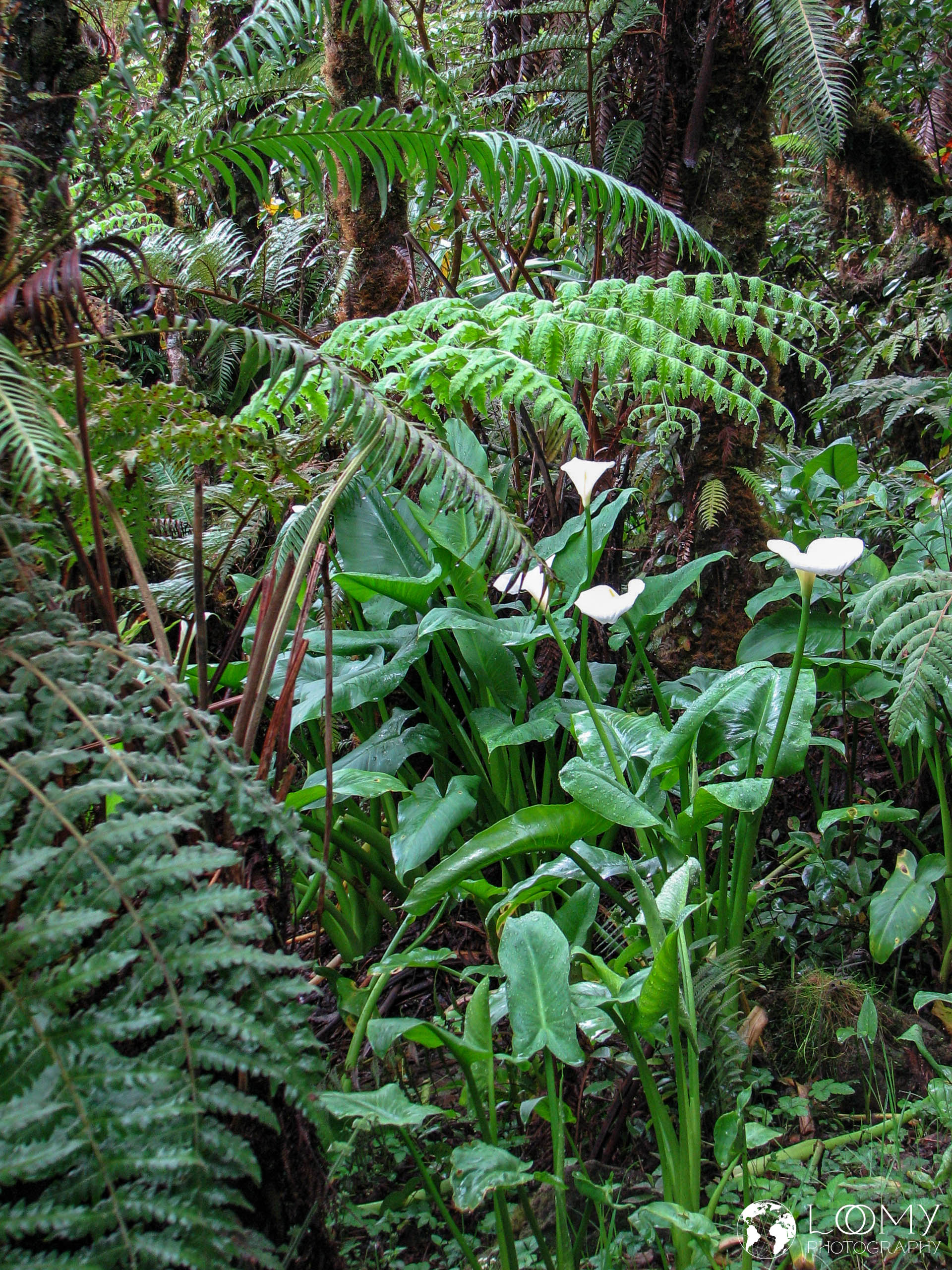 Regenwald von Bébour und Bélouve