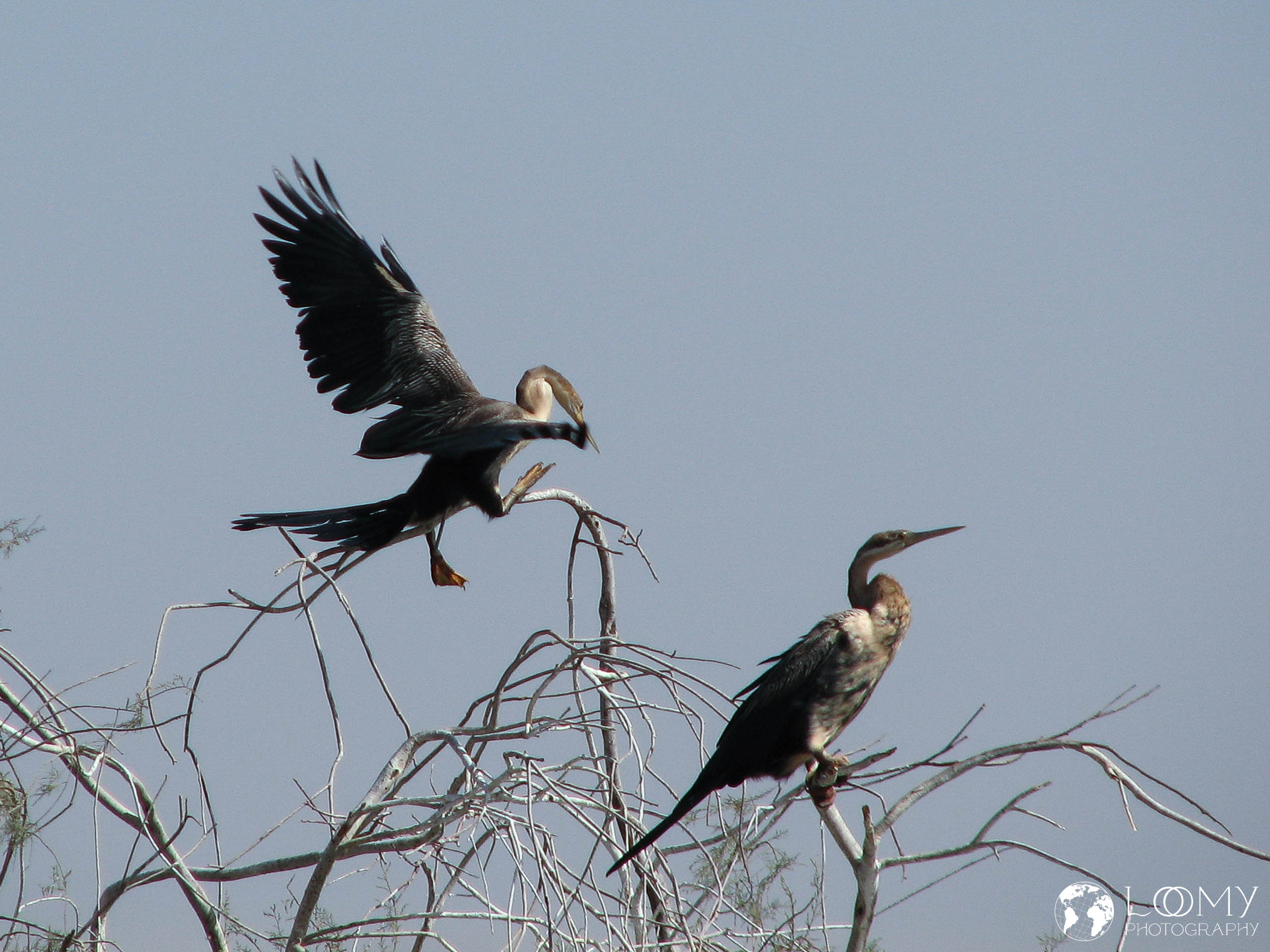 Afrikan. Anhingas