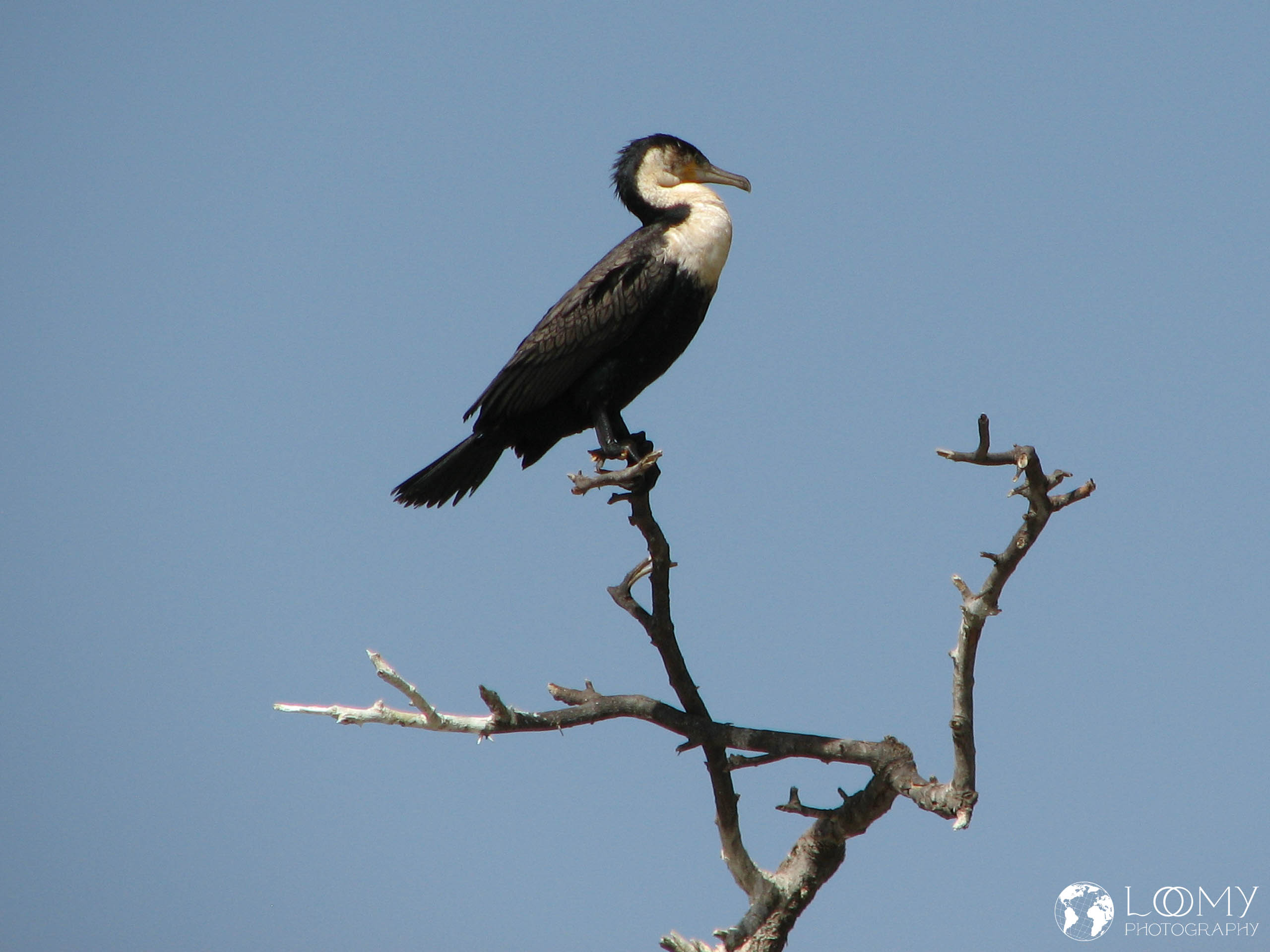 Weissbrustkormoran
