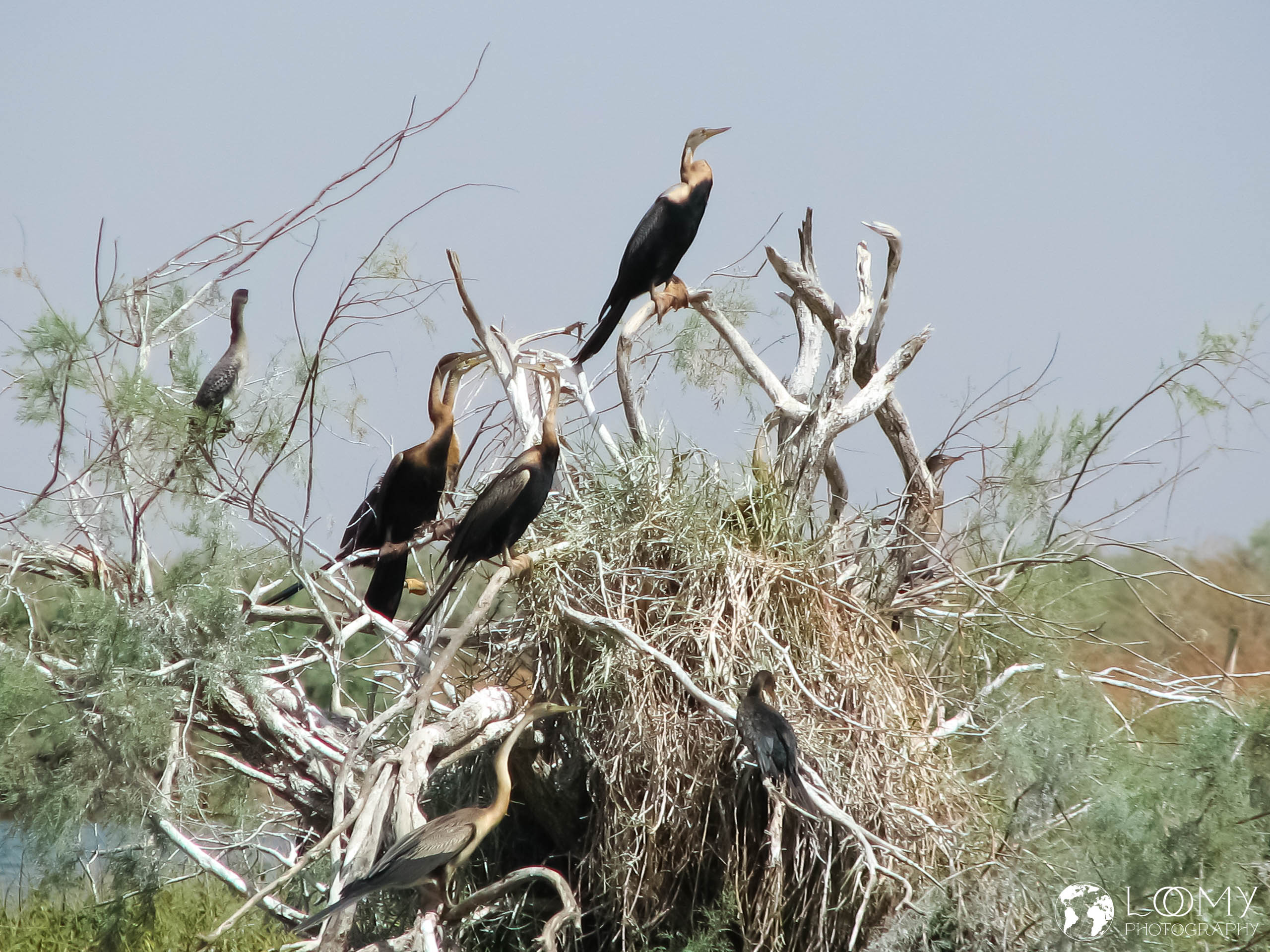 Afrikan. Anhingas