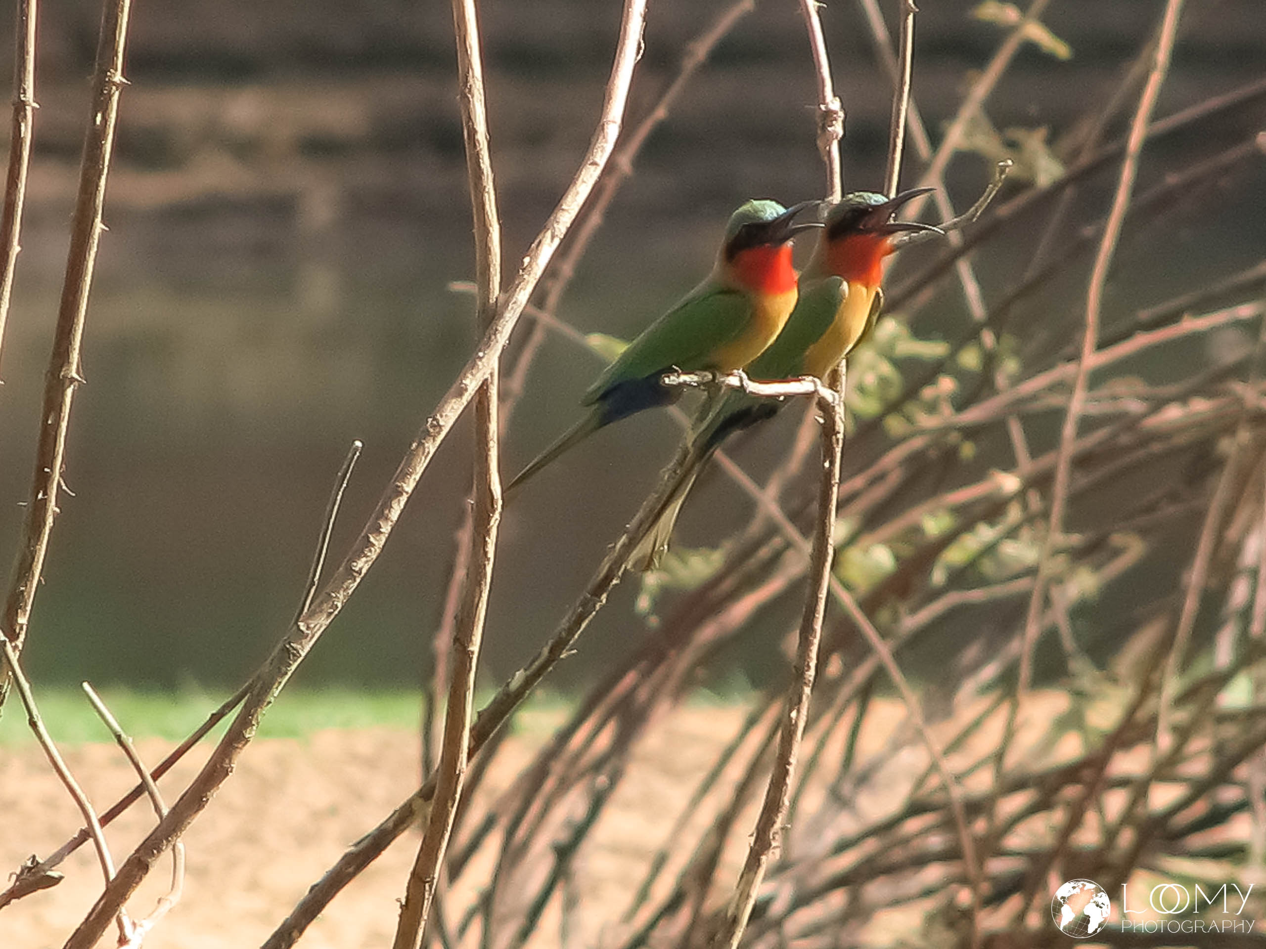 Rothals-Bienenfresser