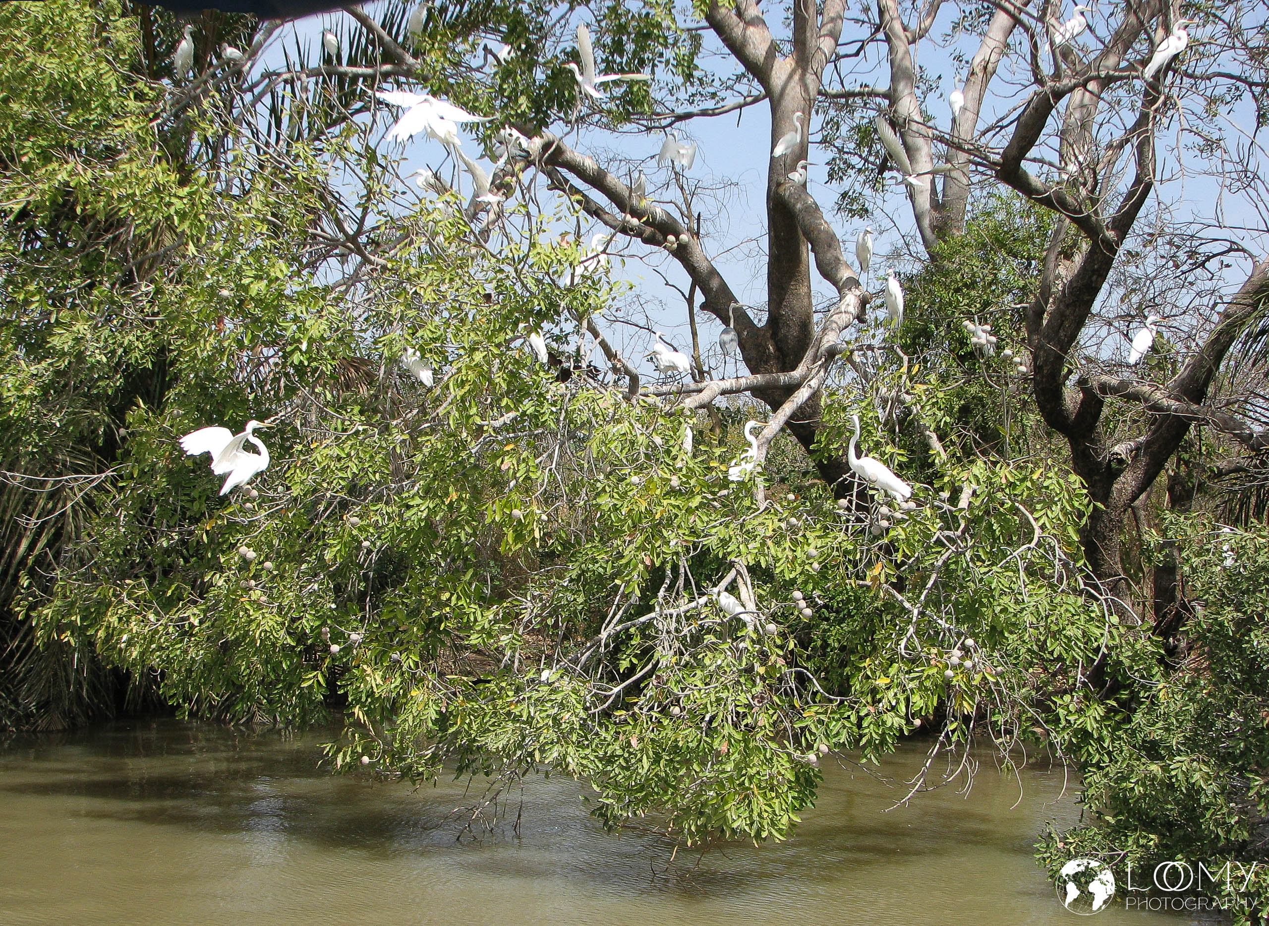 Grosser weisser Reiher