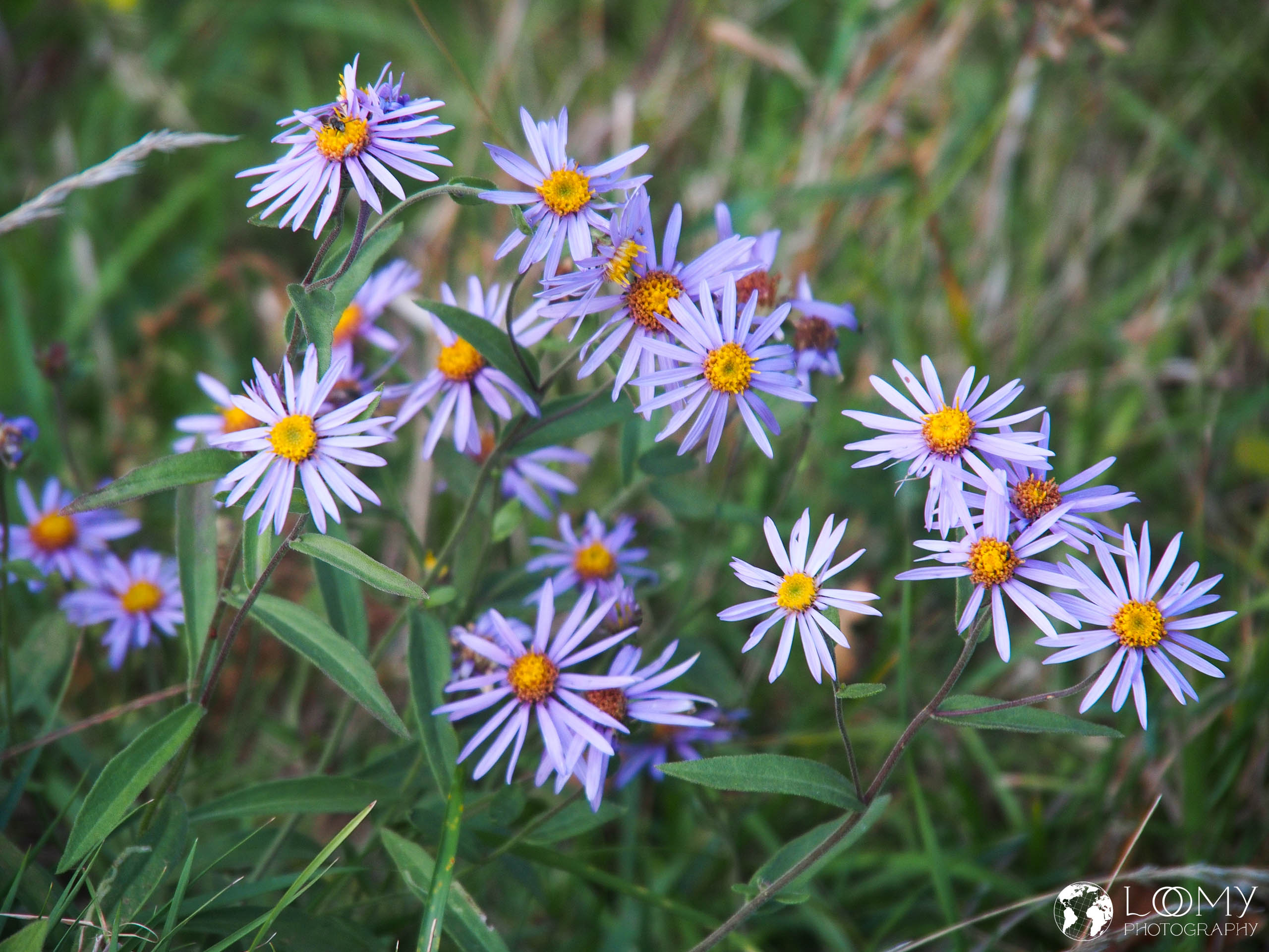 Iberische Aster