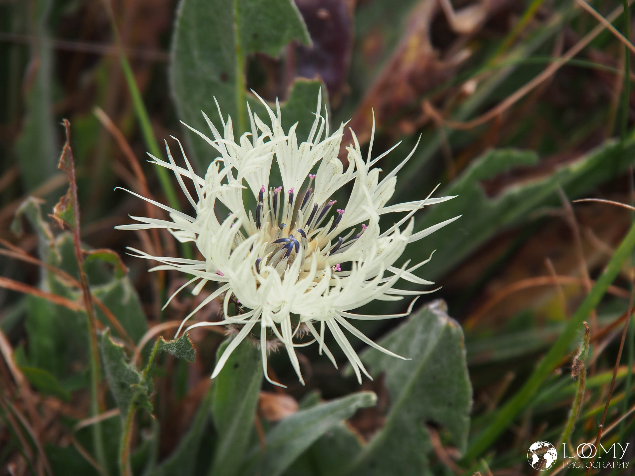 Goldlackblättrige Flockenblume