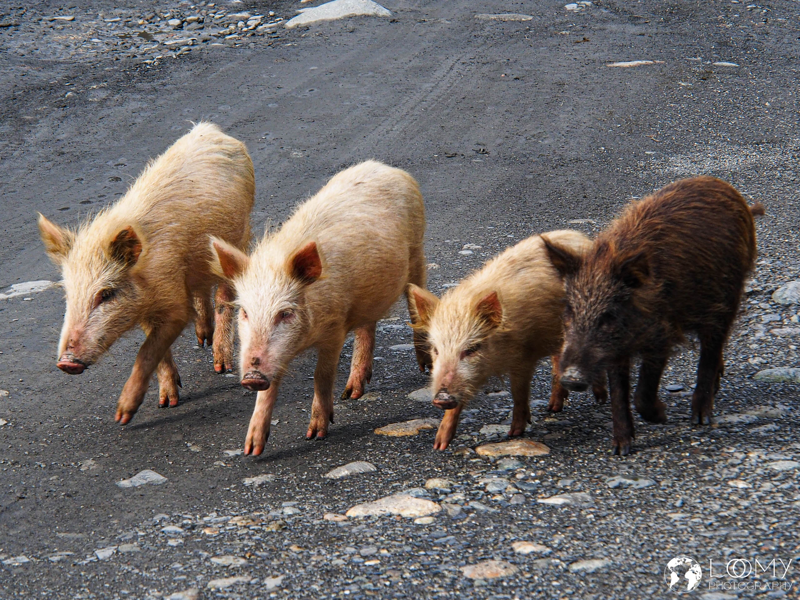 Schweine auf der Strasse