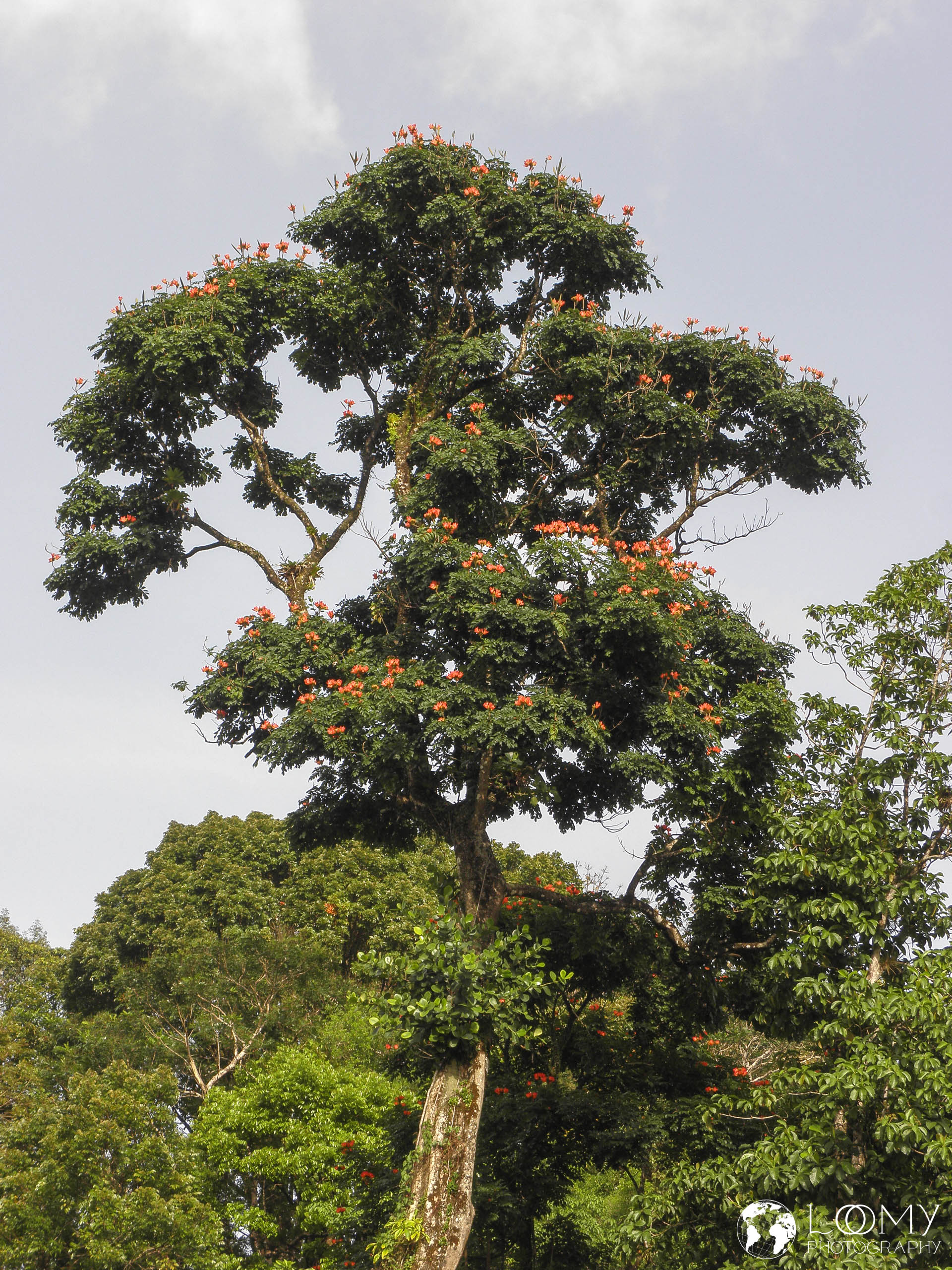 Afrikanischer Tulpenbaum
