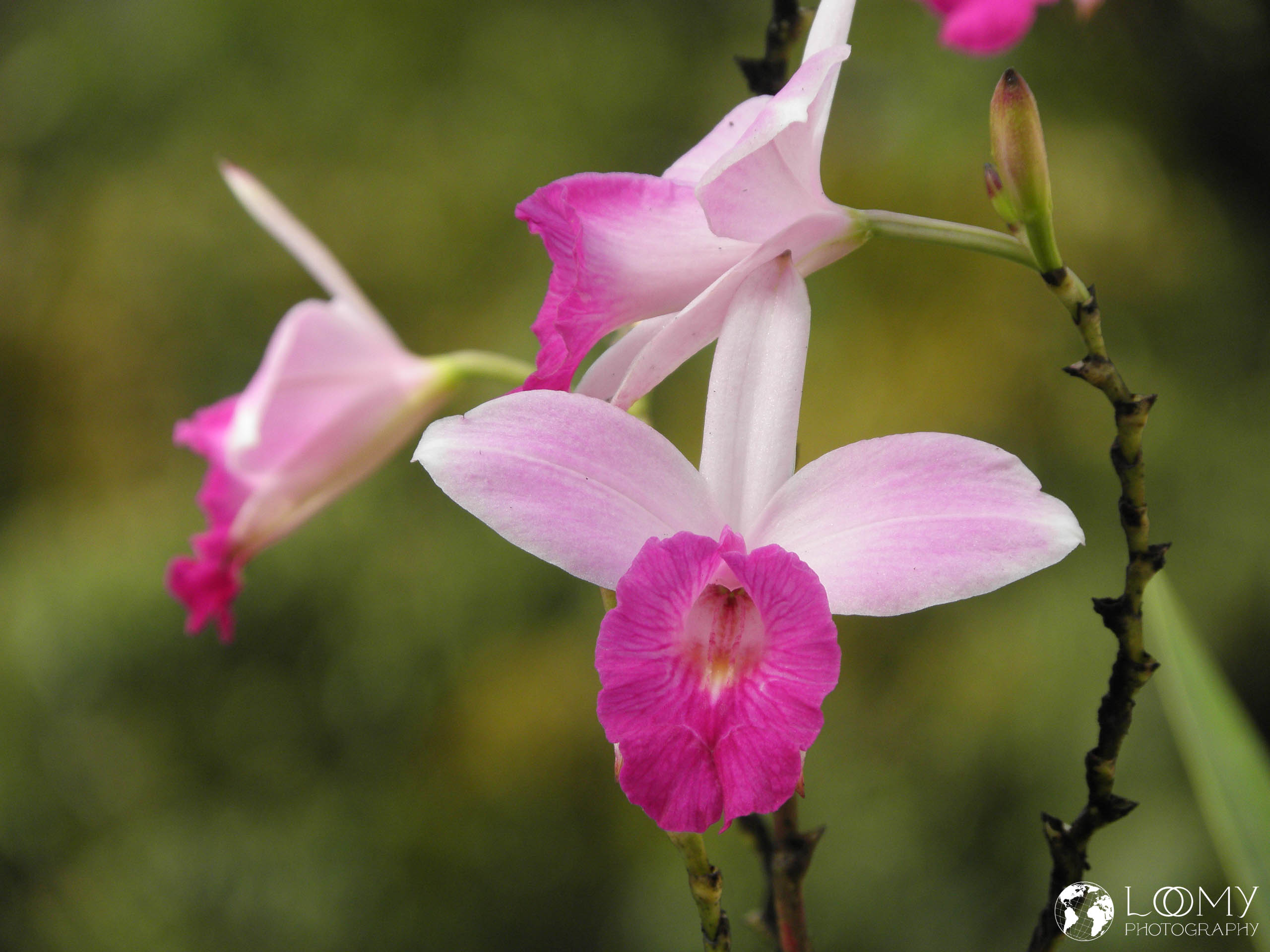 Orchidee