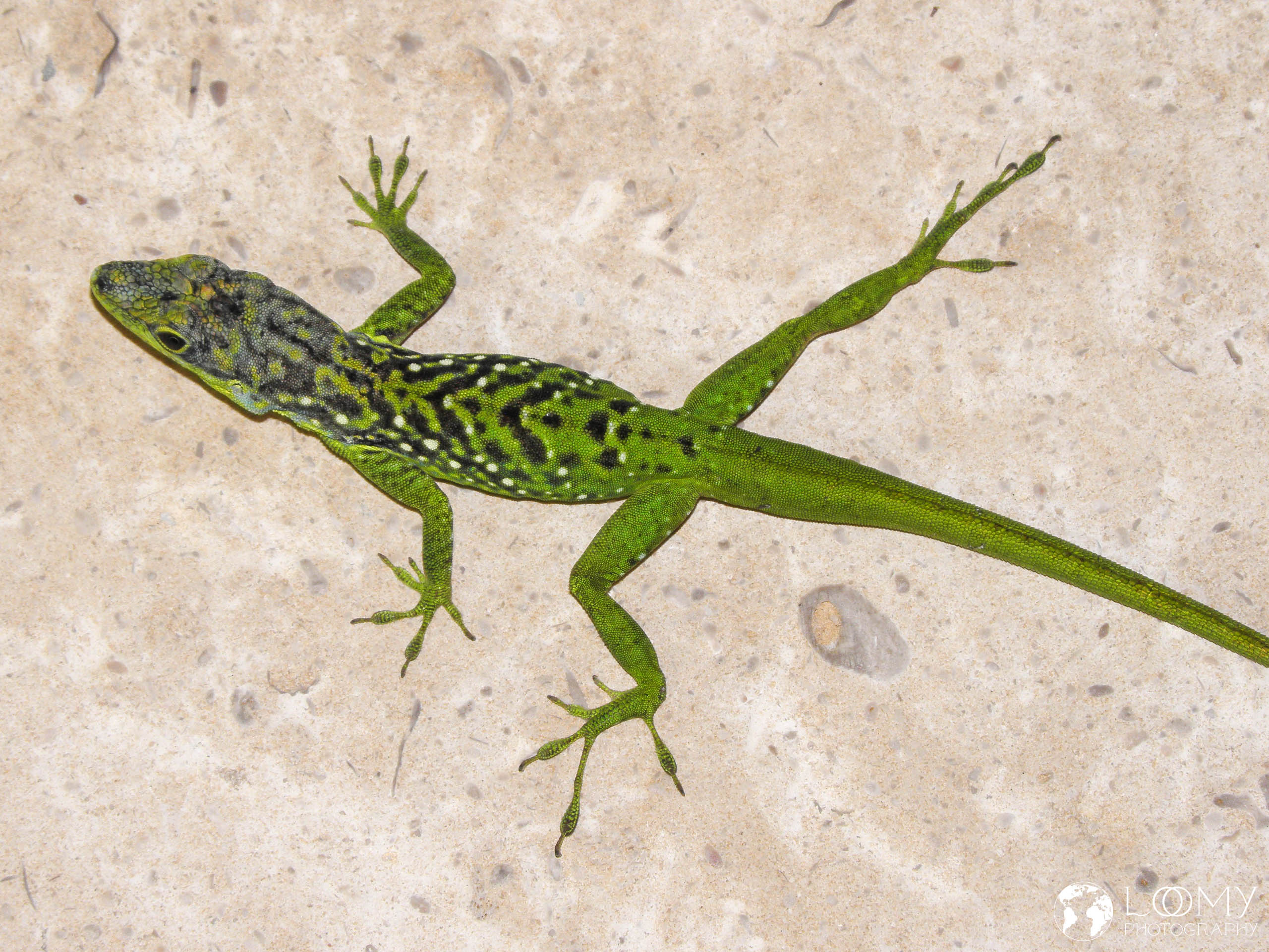Anolis