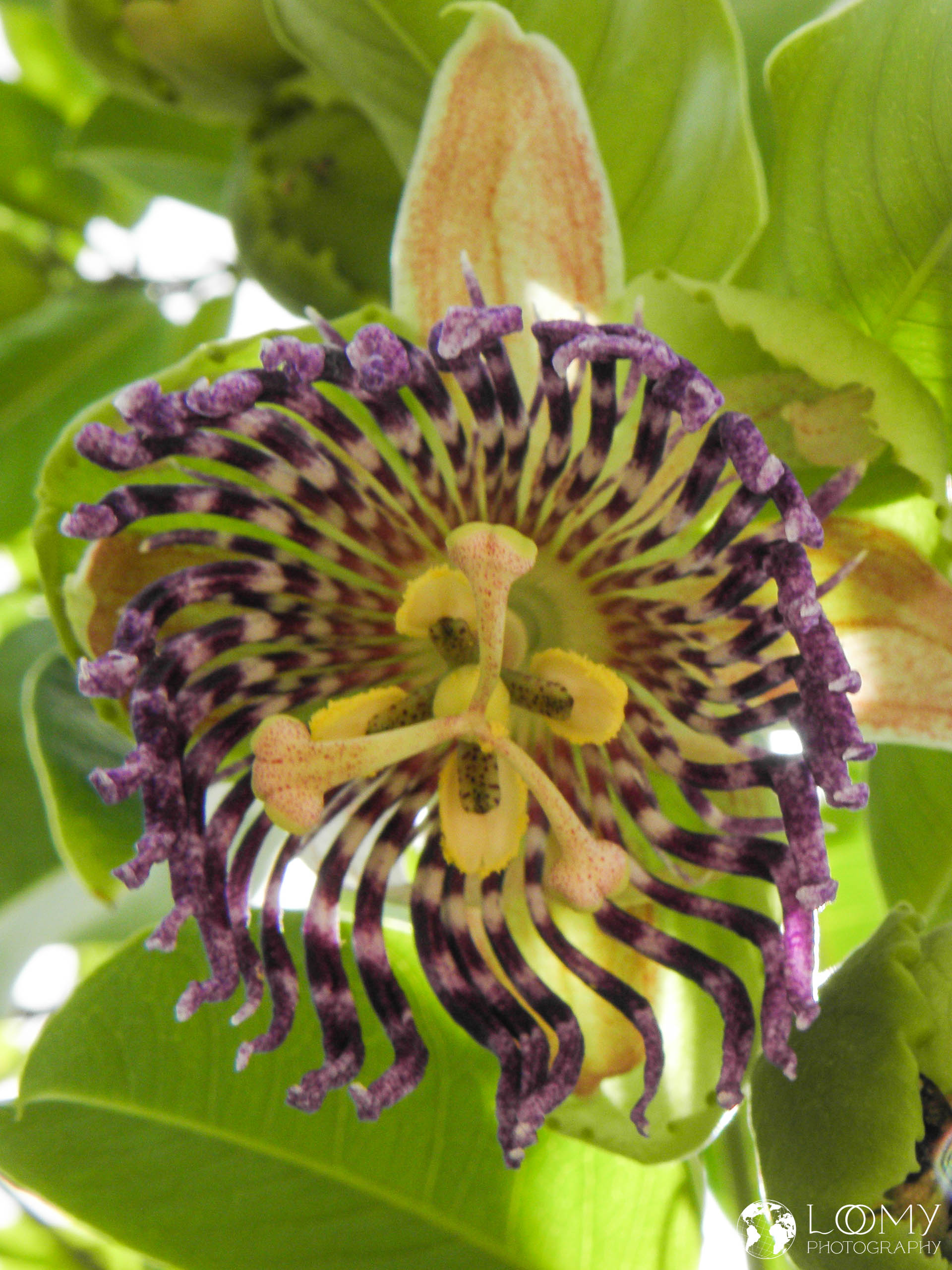 Passionsblume