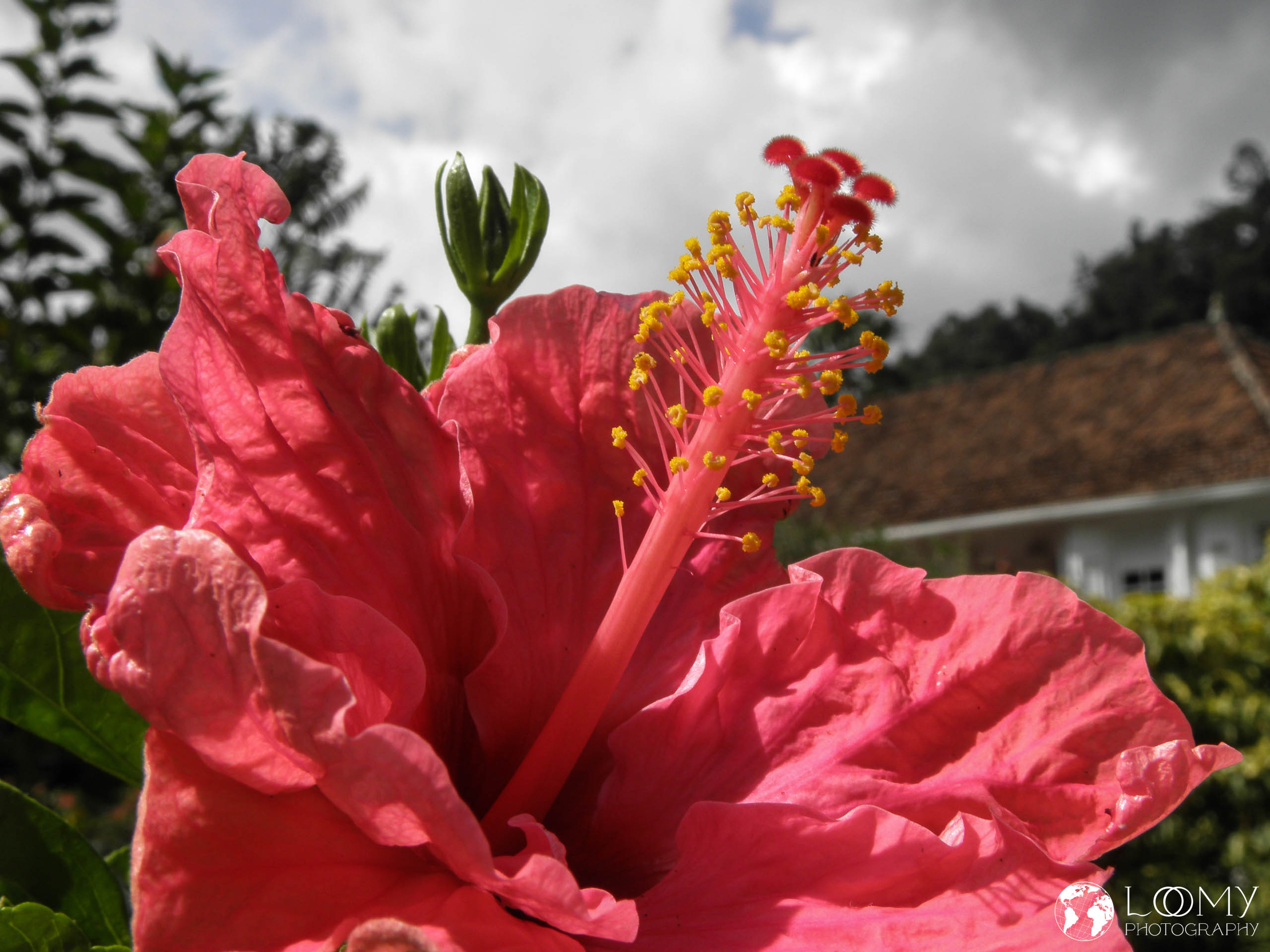 Hibiskus