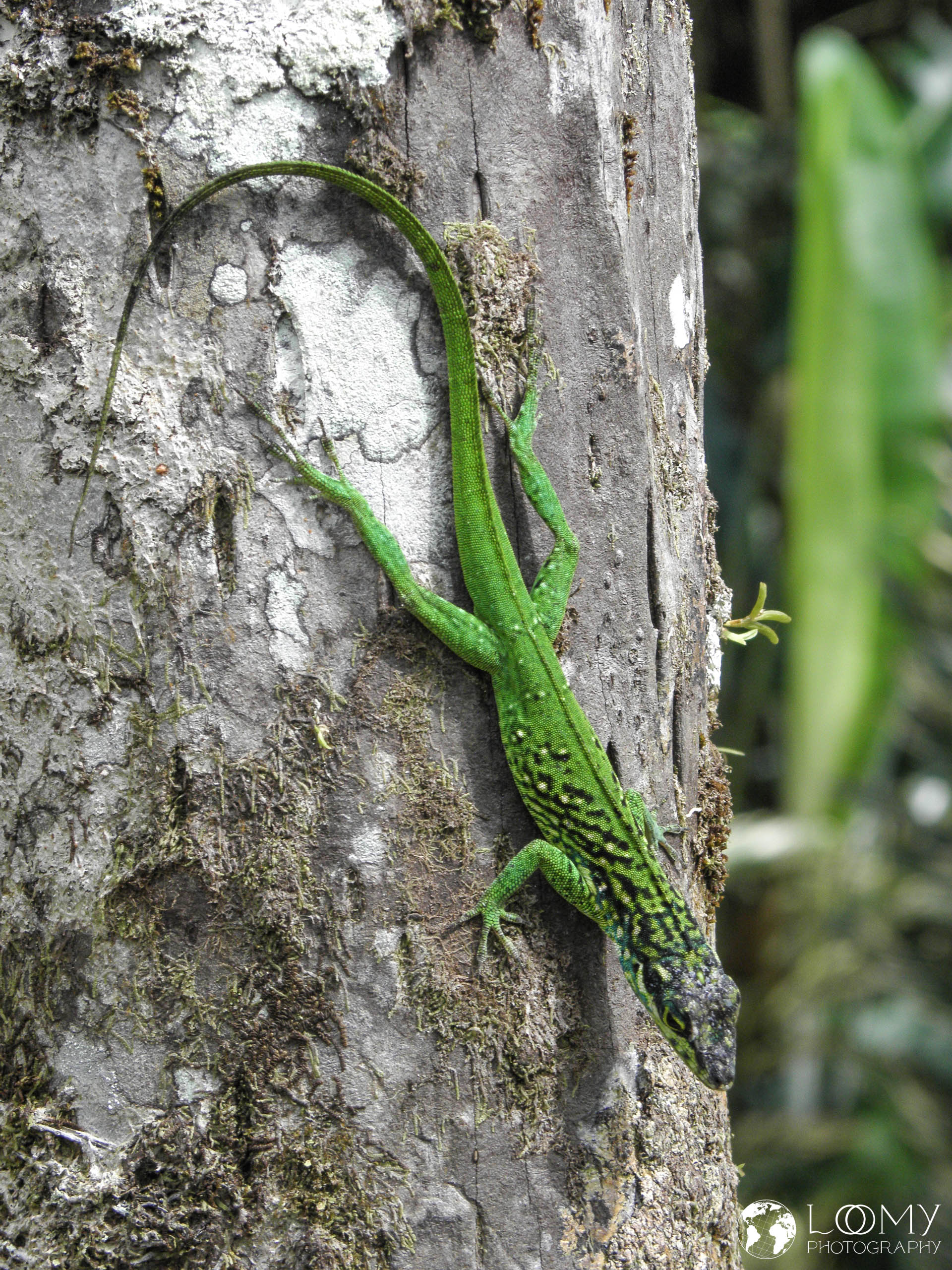Anolis
