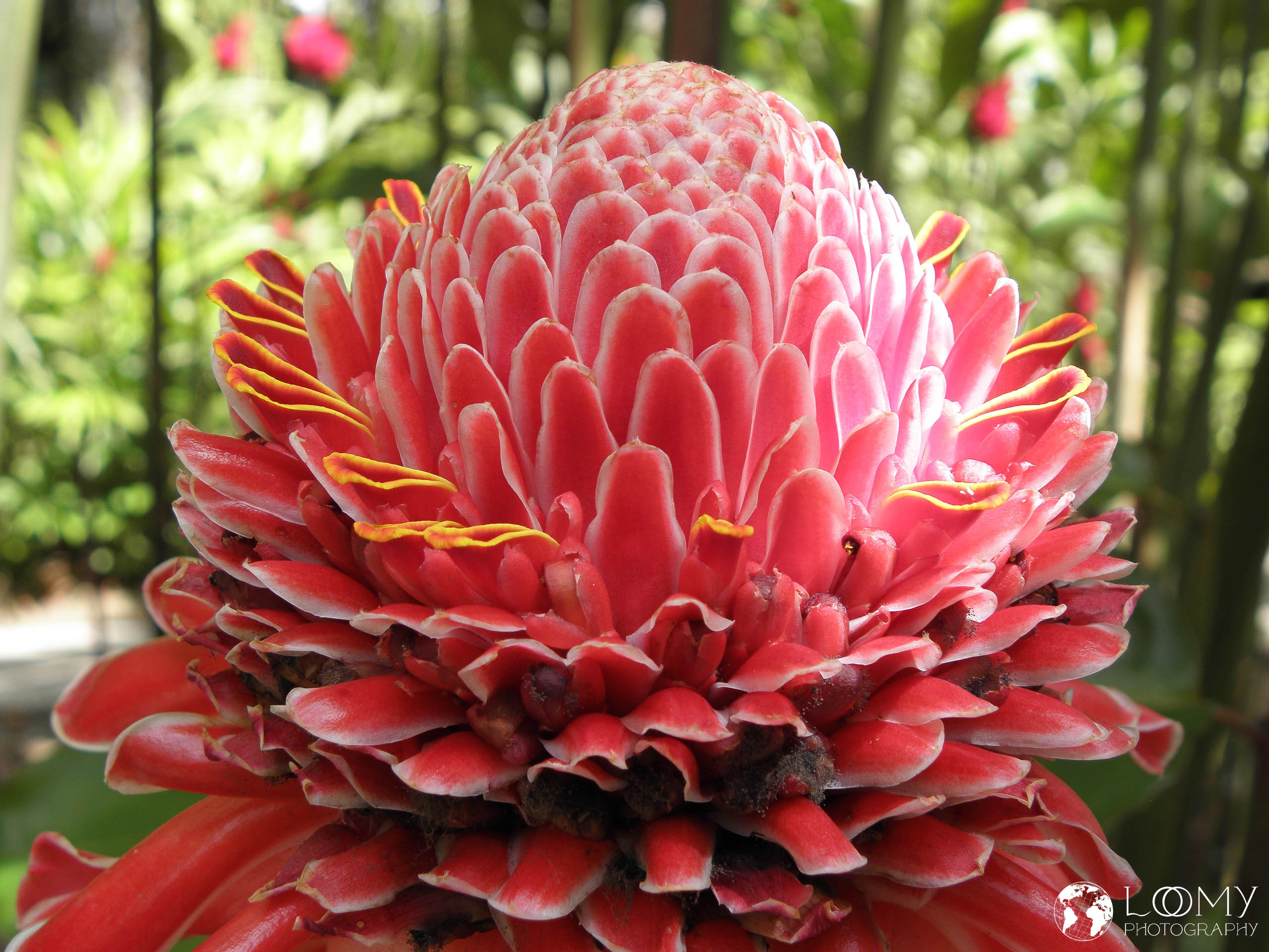 Porzellanrose