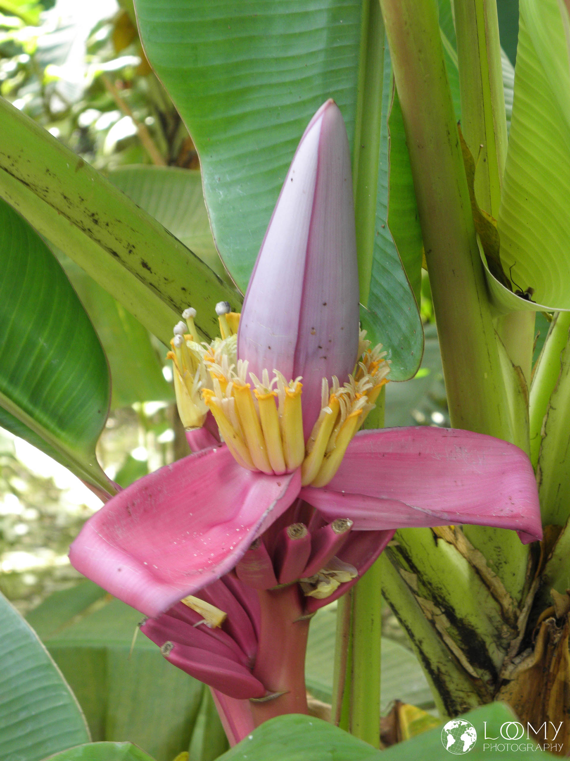 Bananenblüte