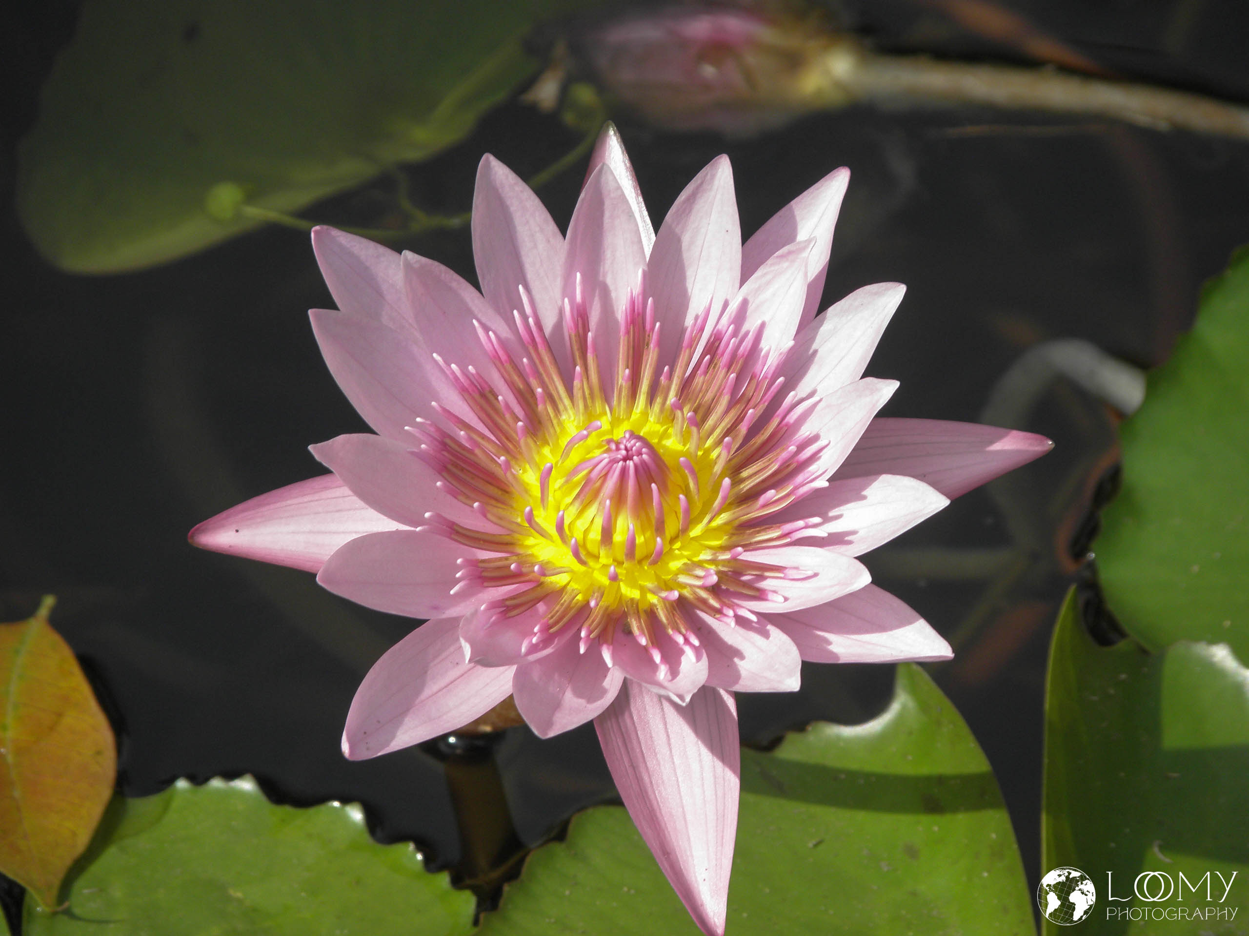 Seerose