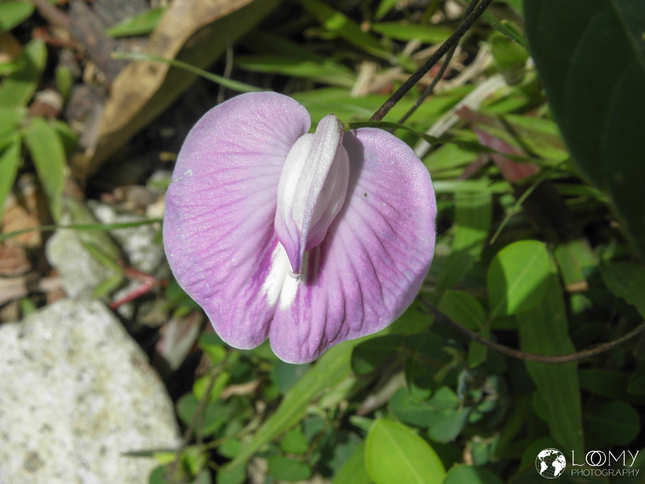 Centrosema virginianum