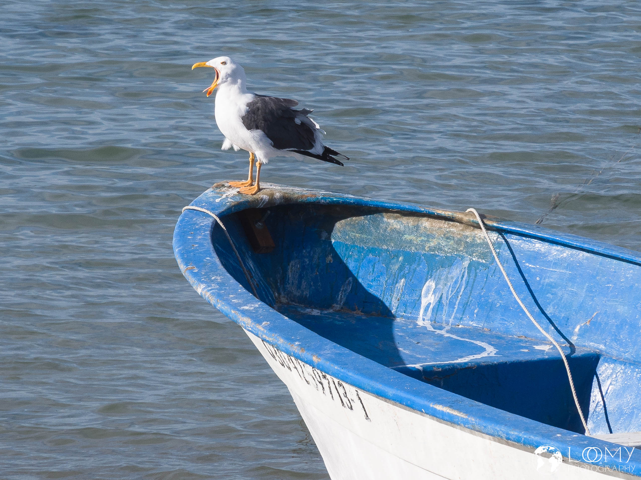 Möwe