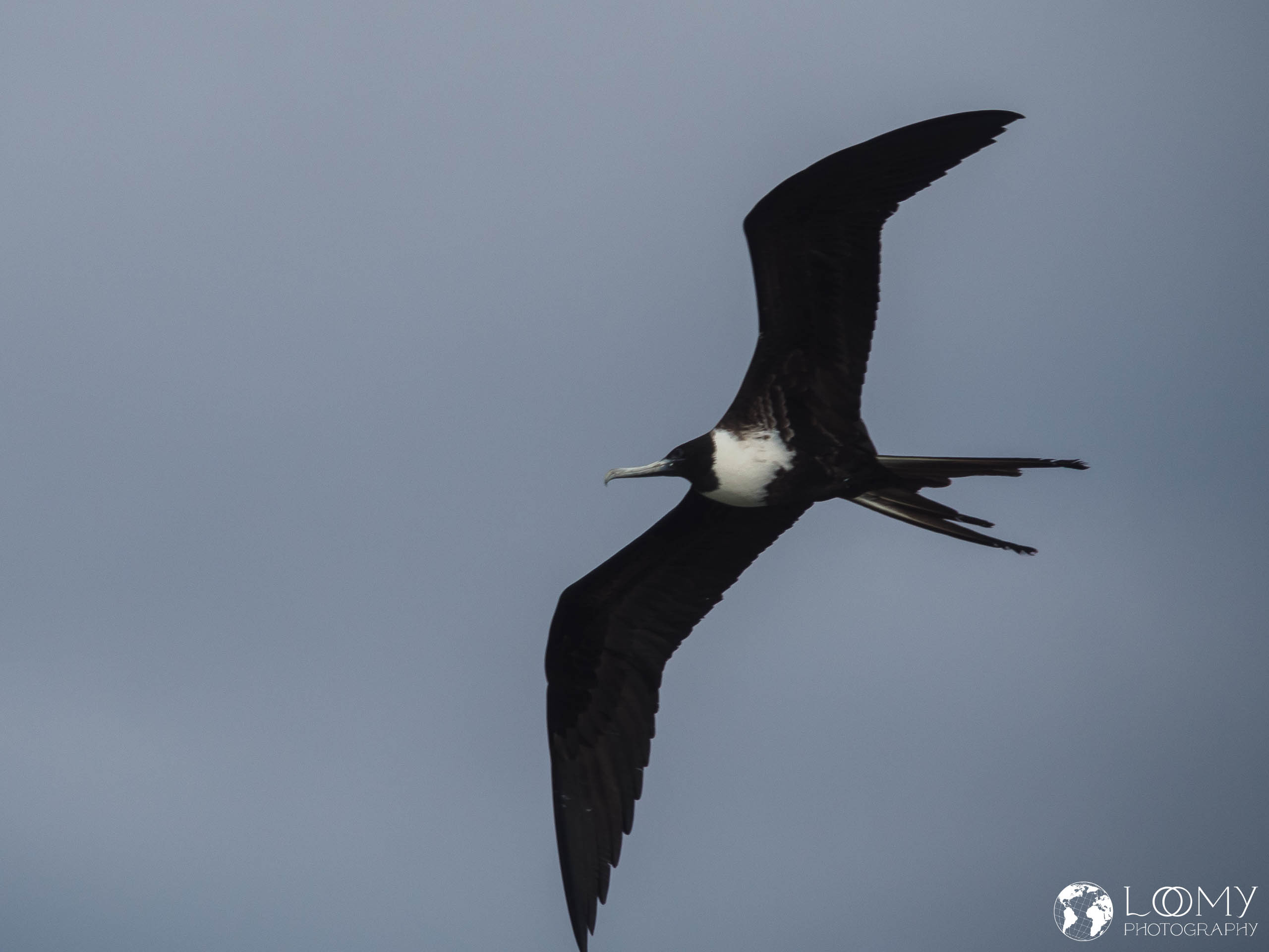 Prachtfregattvogel
