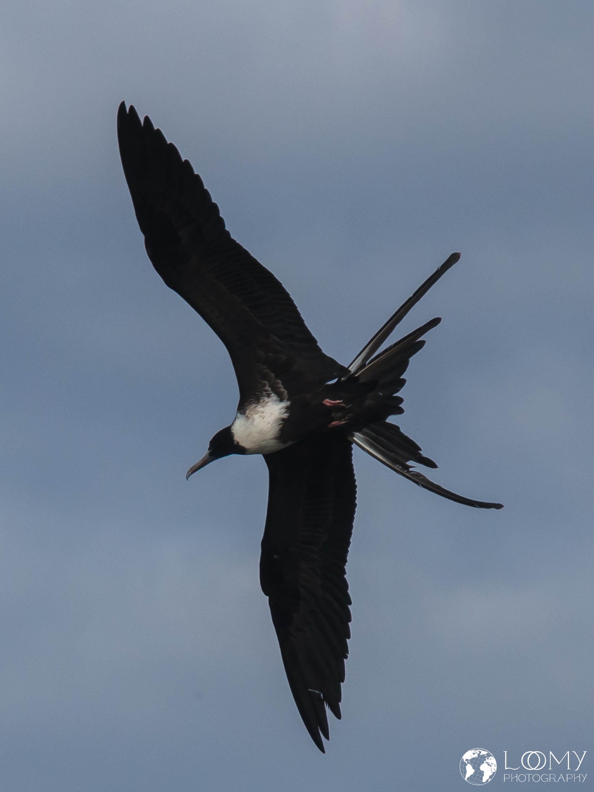 Prachtfregattvogel