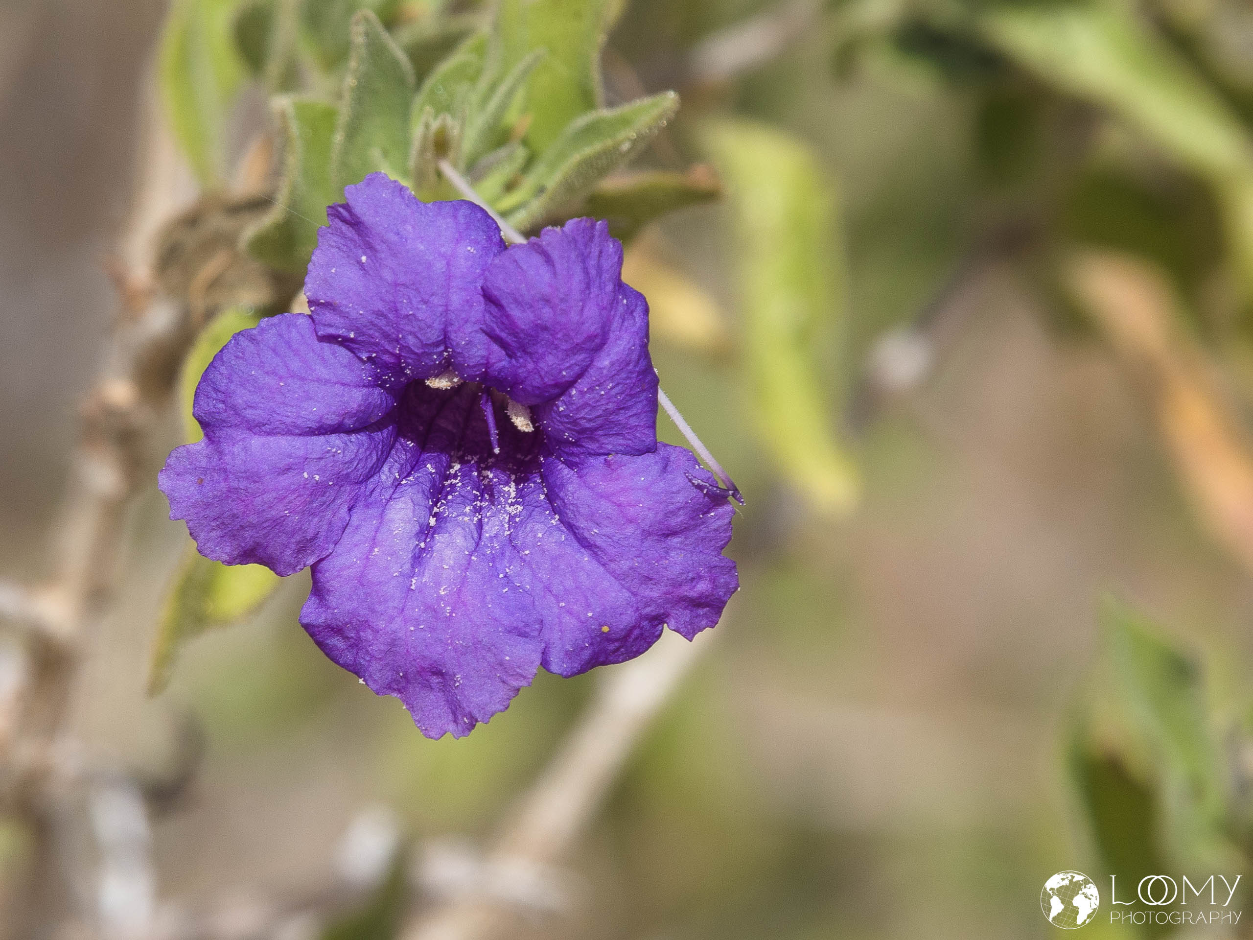 Baja California Ruellia