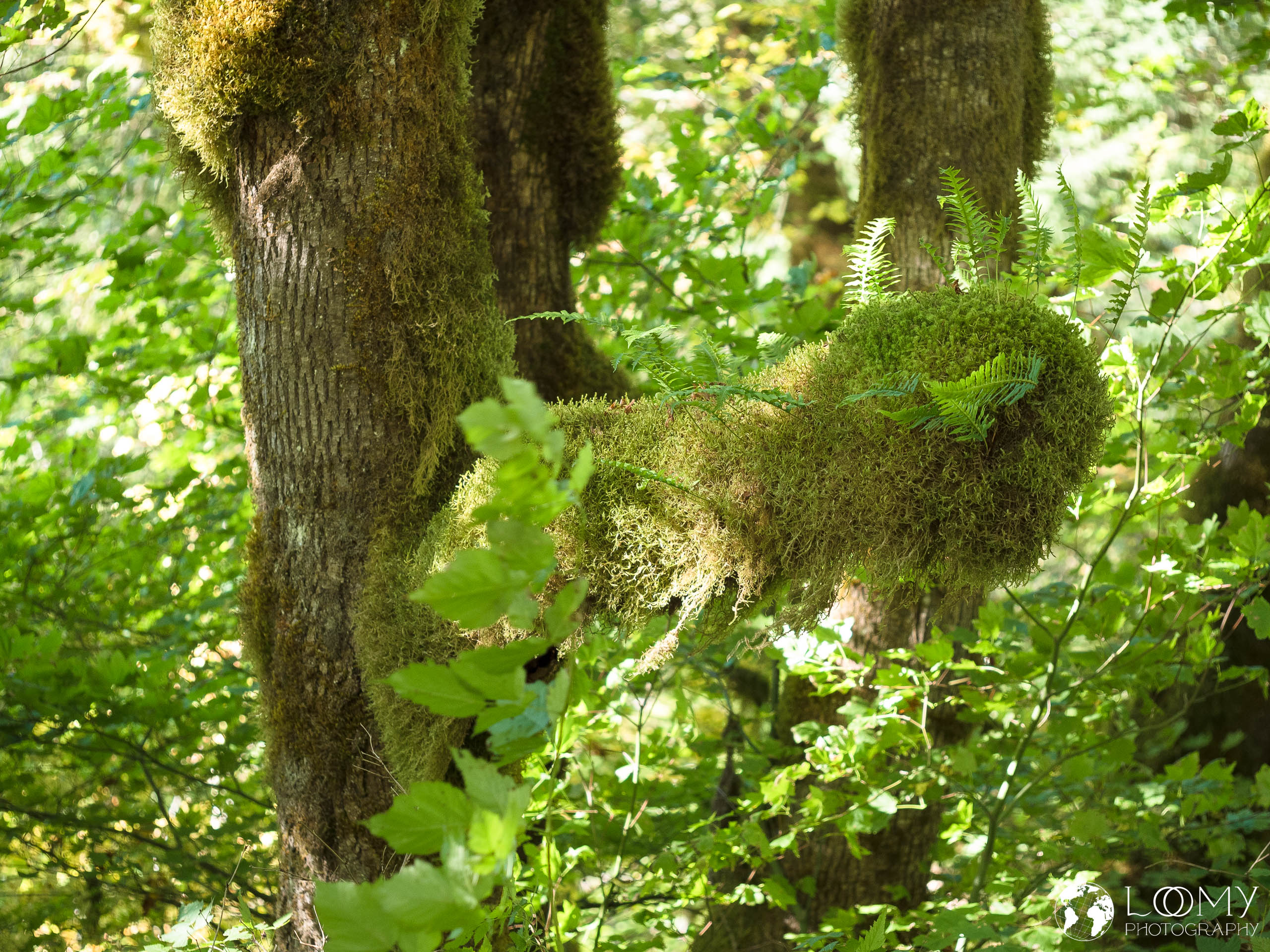 Licorice fern