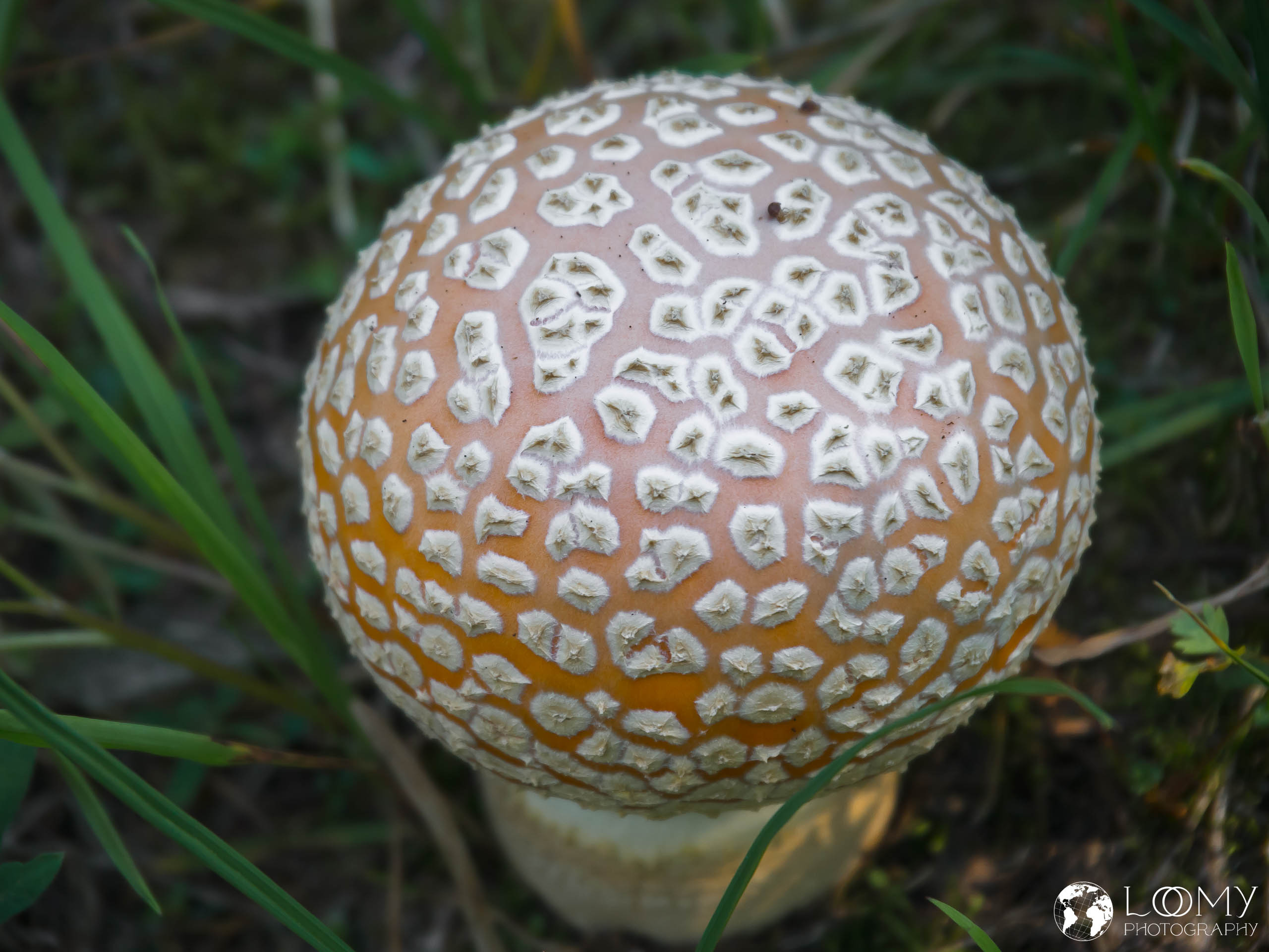 Fliegenpilz