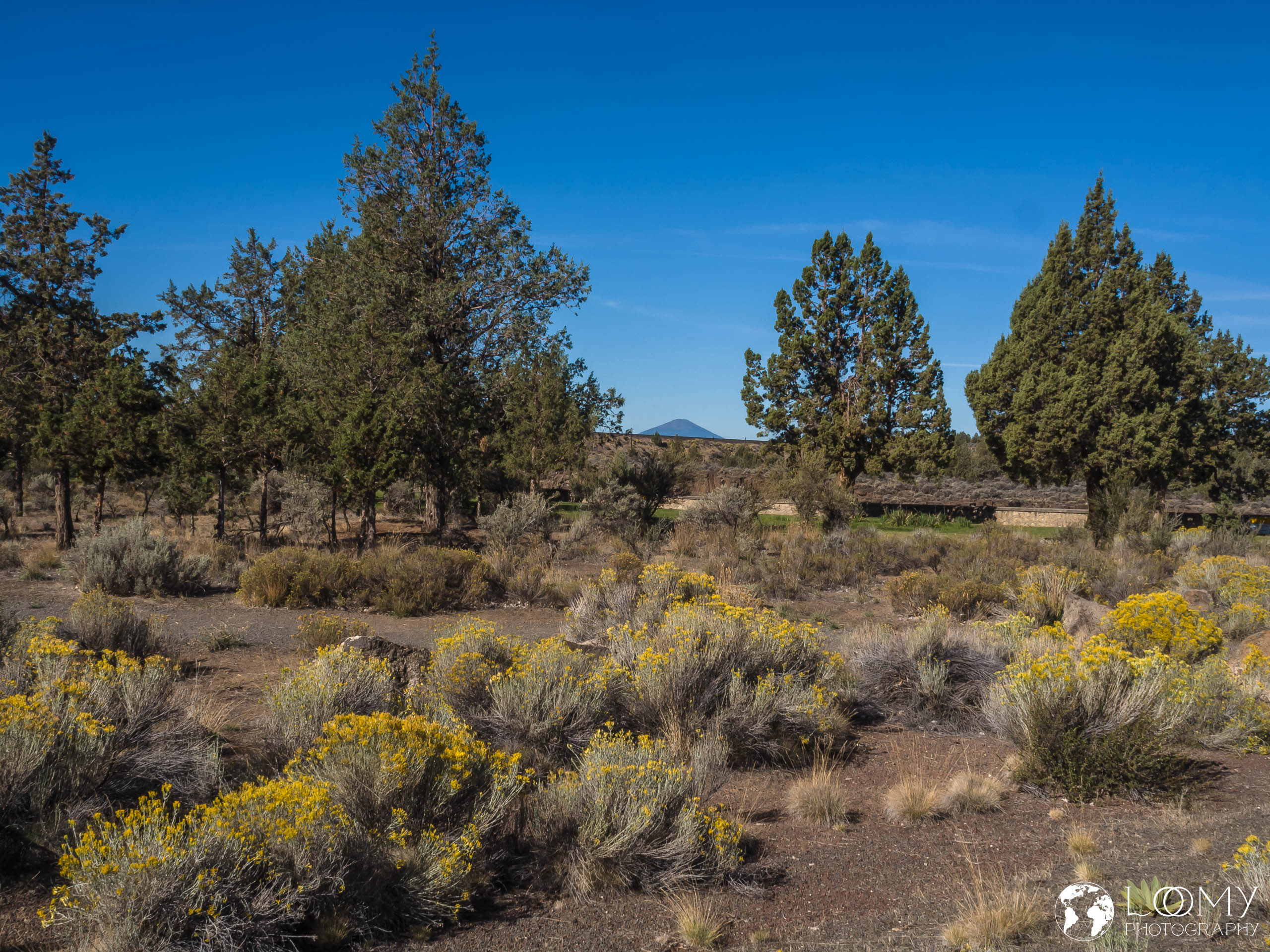Laceleaf Green Rabbitbrush
