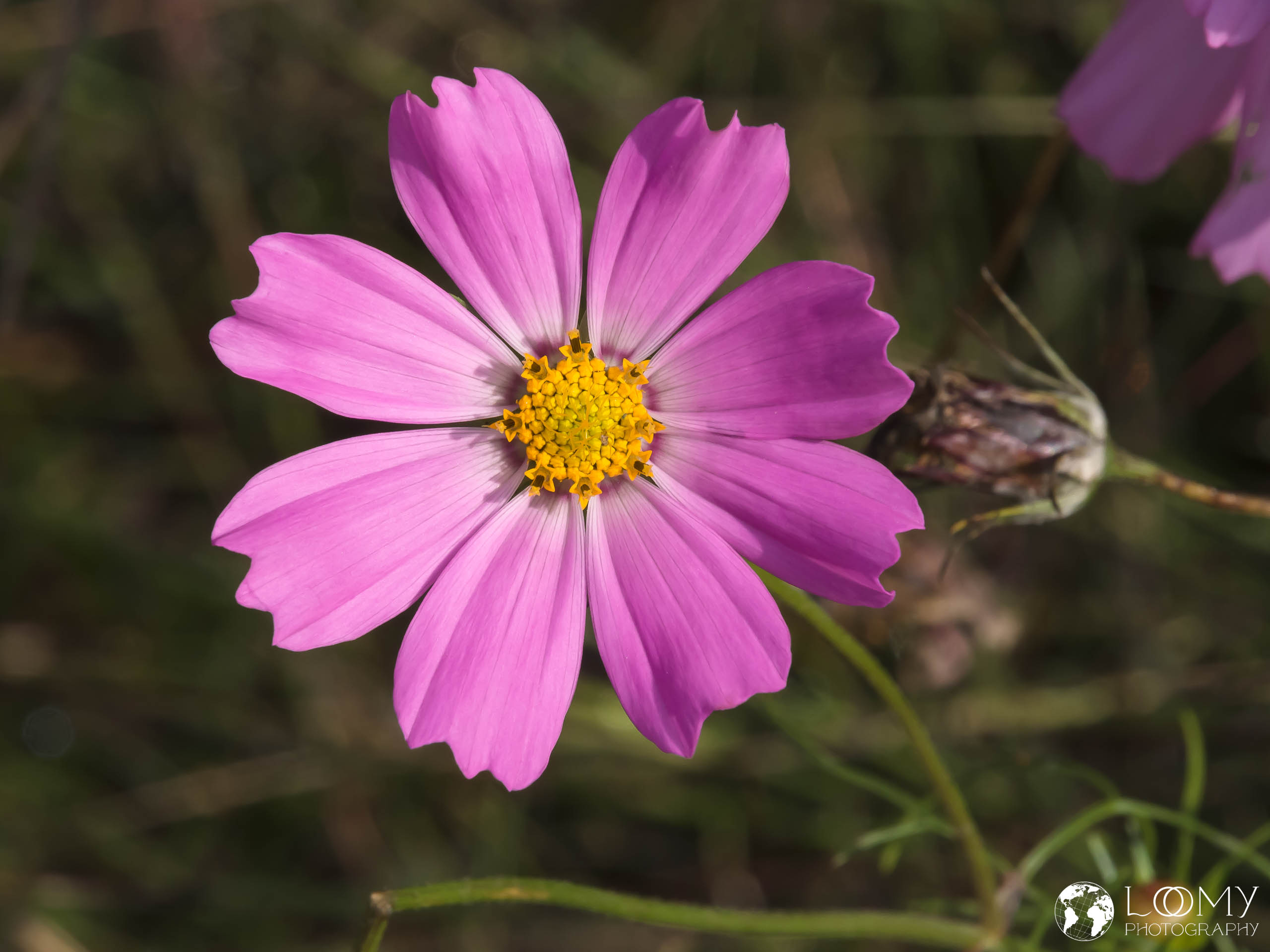 Cosmea