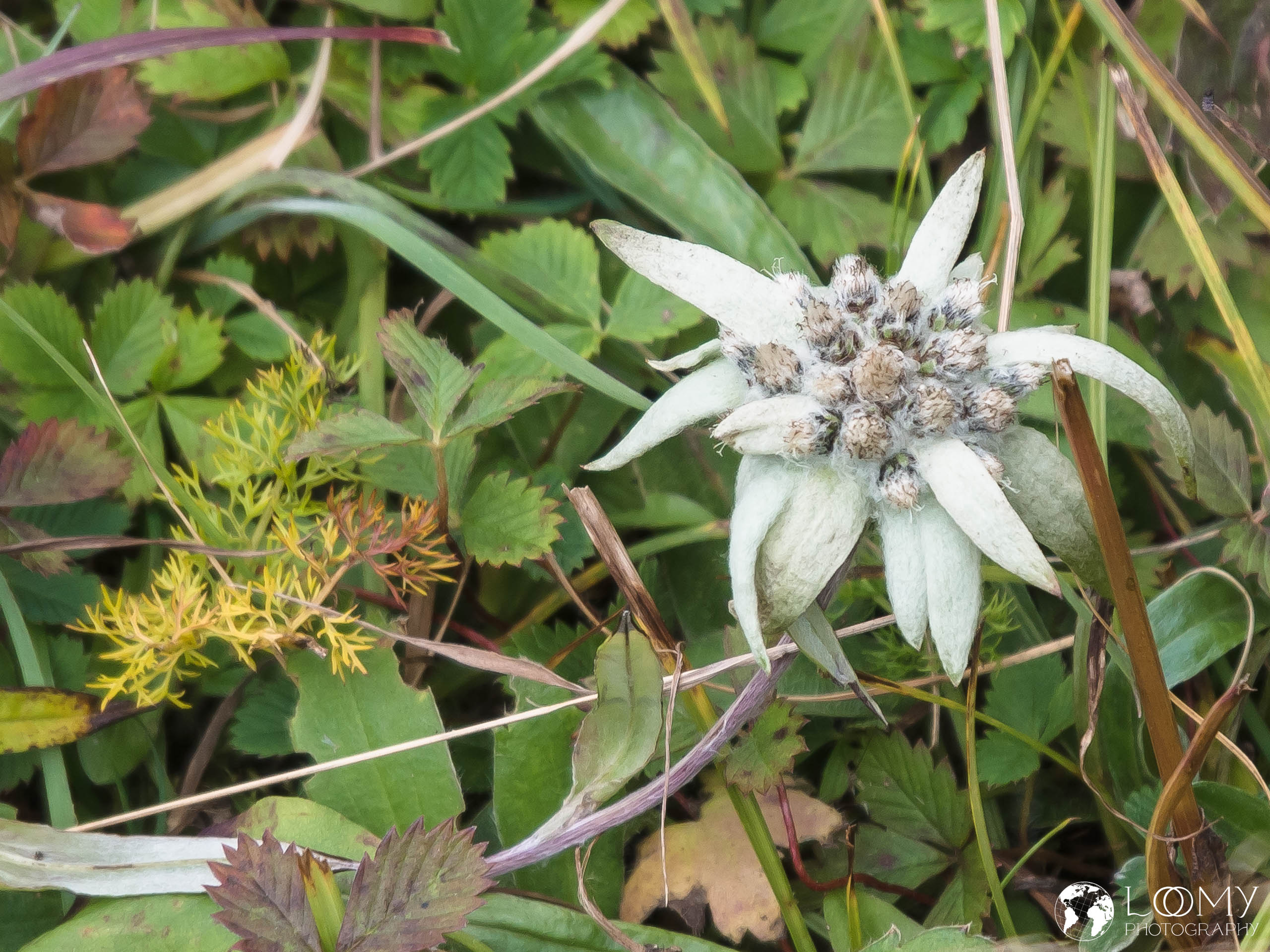Himalaya Edelweiss