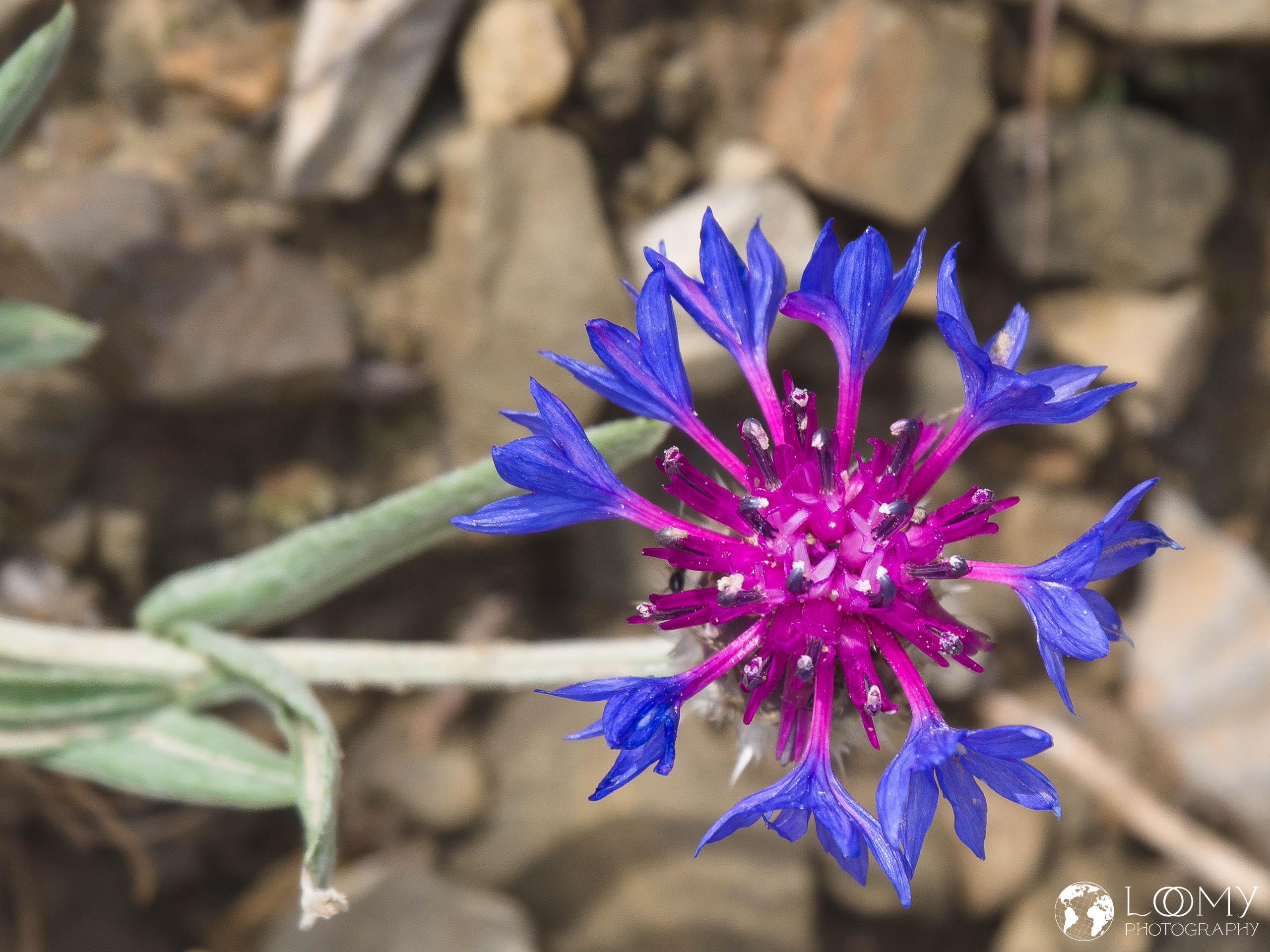 Blaue Flockenblume