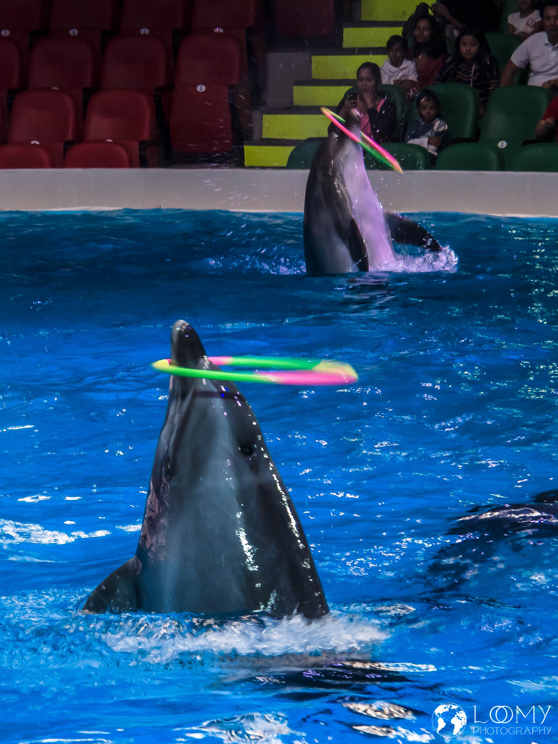 Dolphinarium