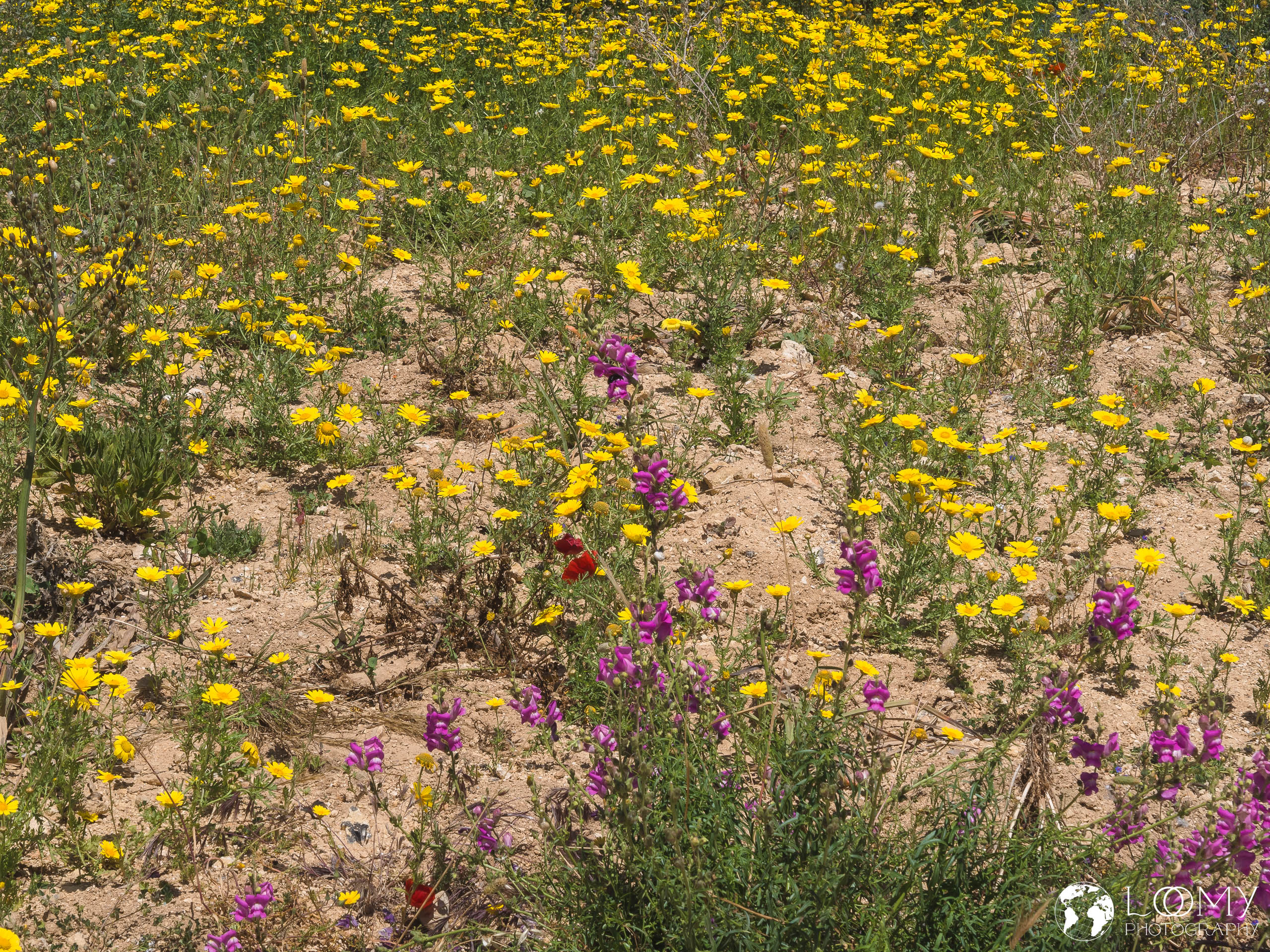 Gewundenes Löwenmaul