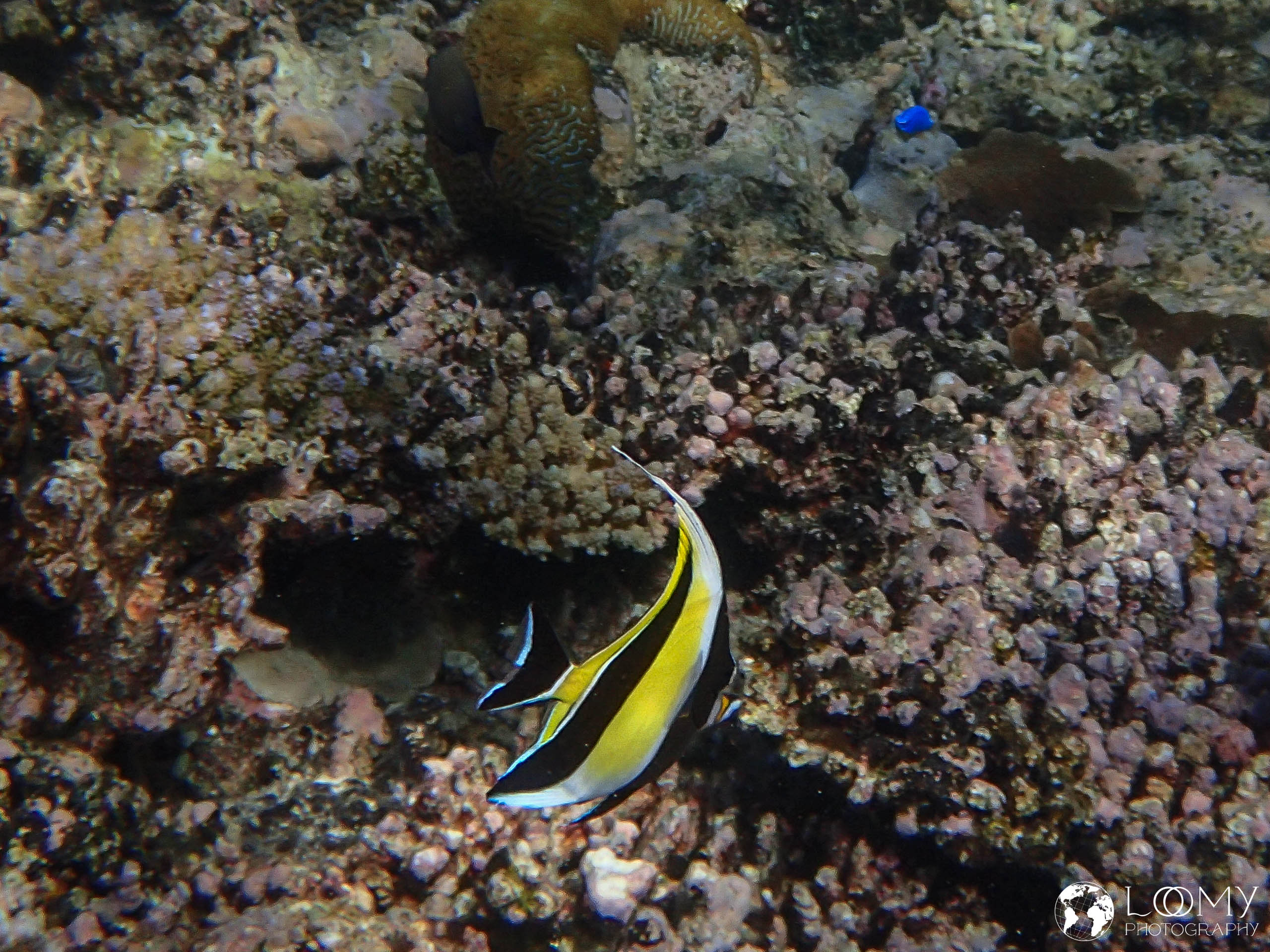 Moorish idol