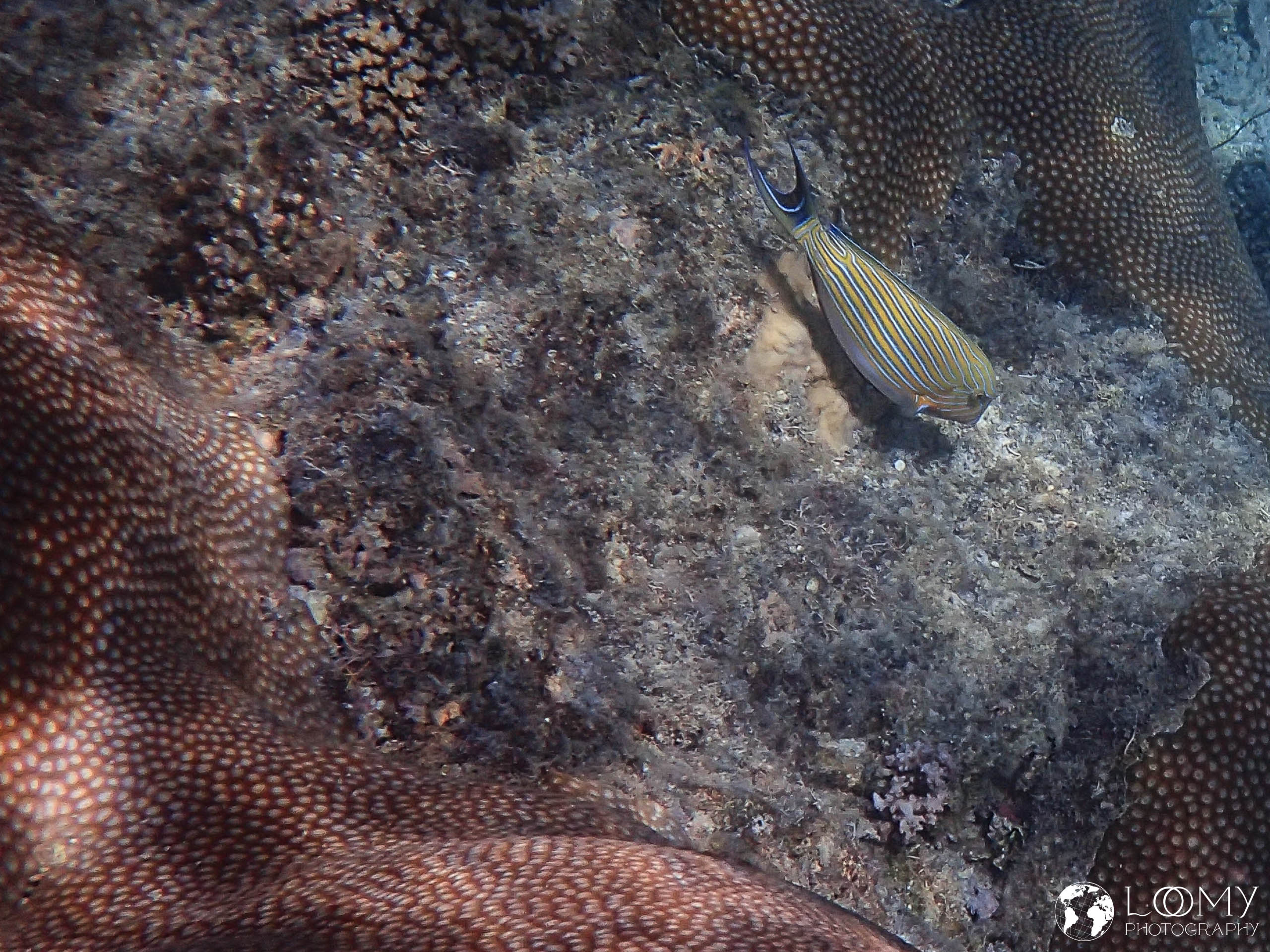 Blaustreifen-Doktorfisch