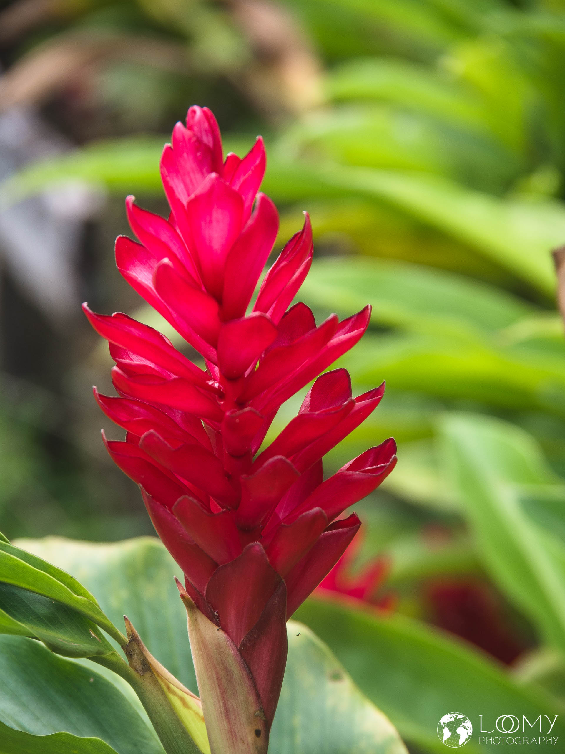 Alpinia purpurata