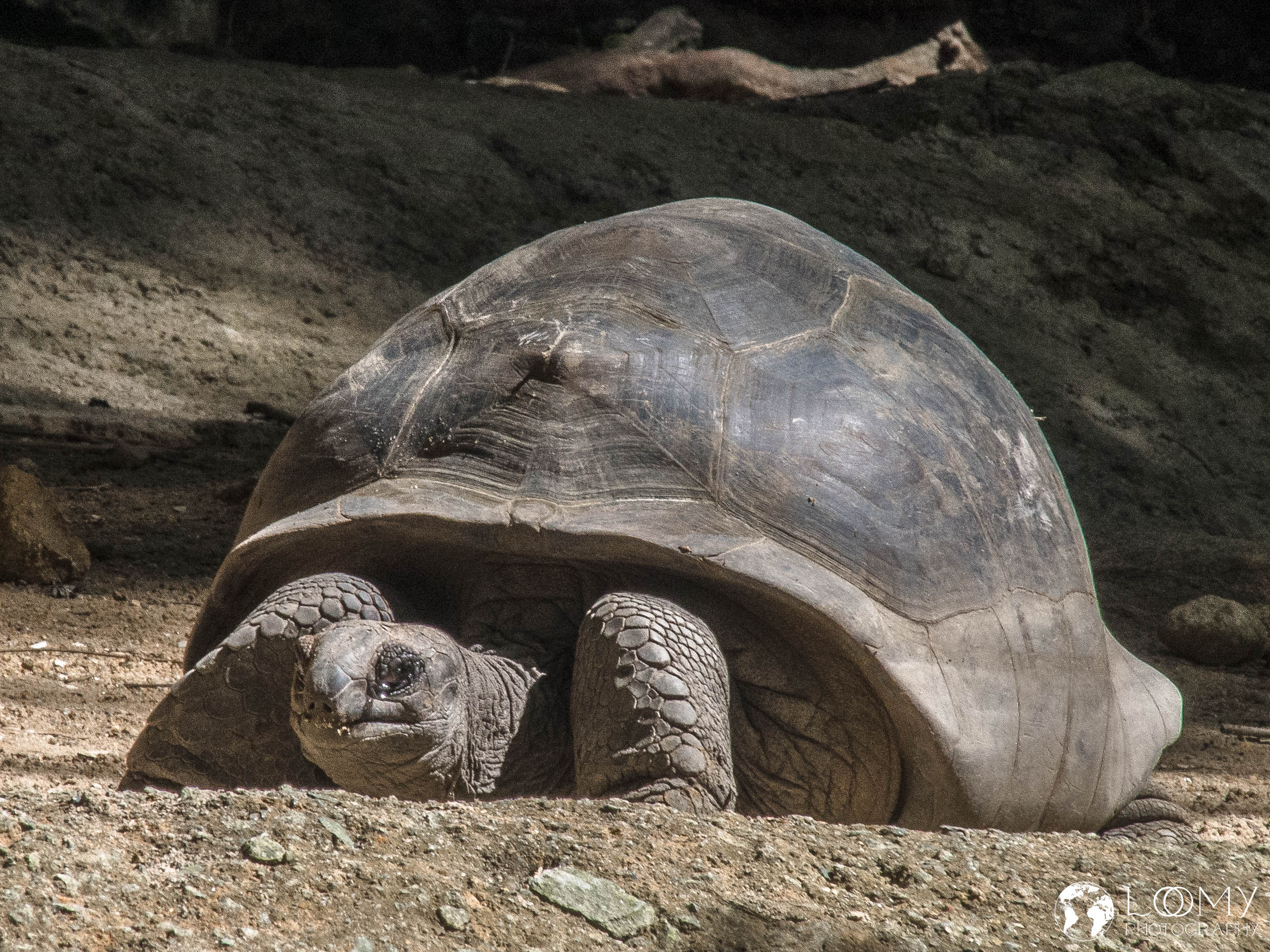 Aldabra-Riesenschildkröte