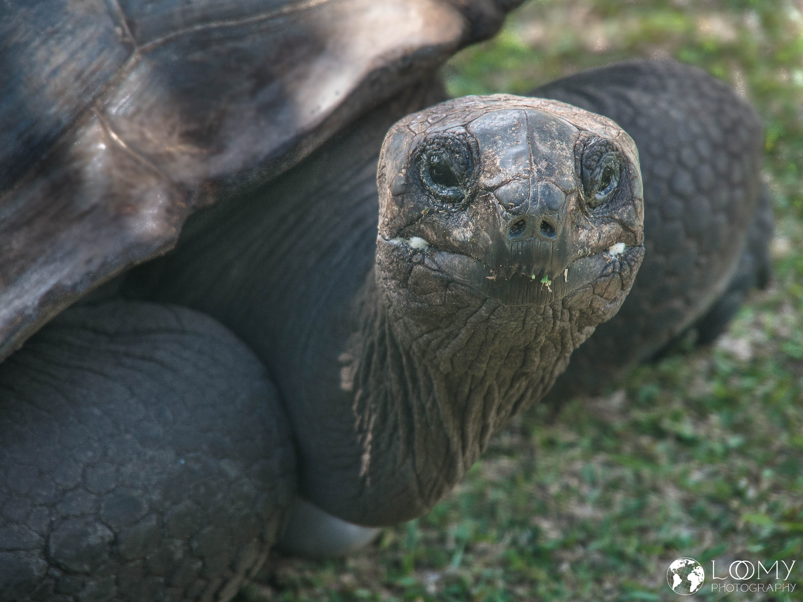 Aldabra-Riesenschildkröte