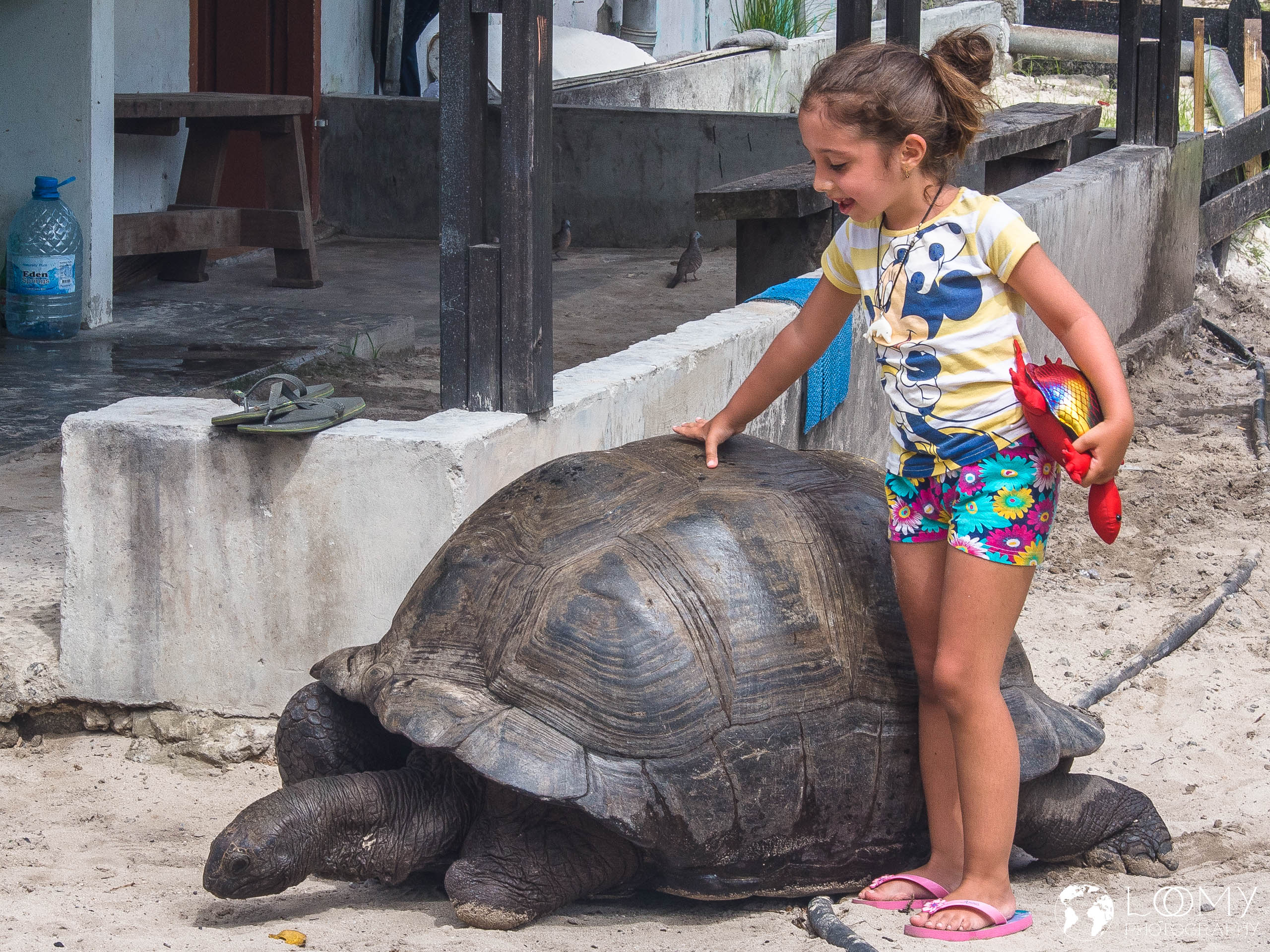 Aldabra-Riesenschildkröte