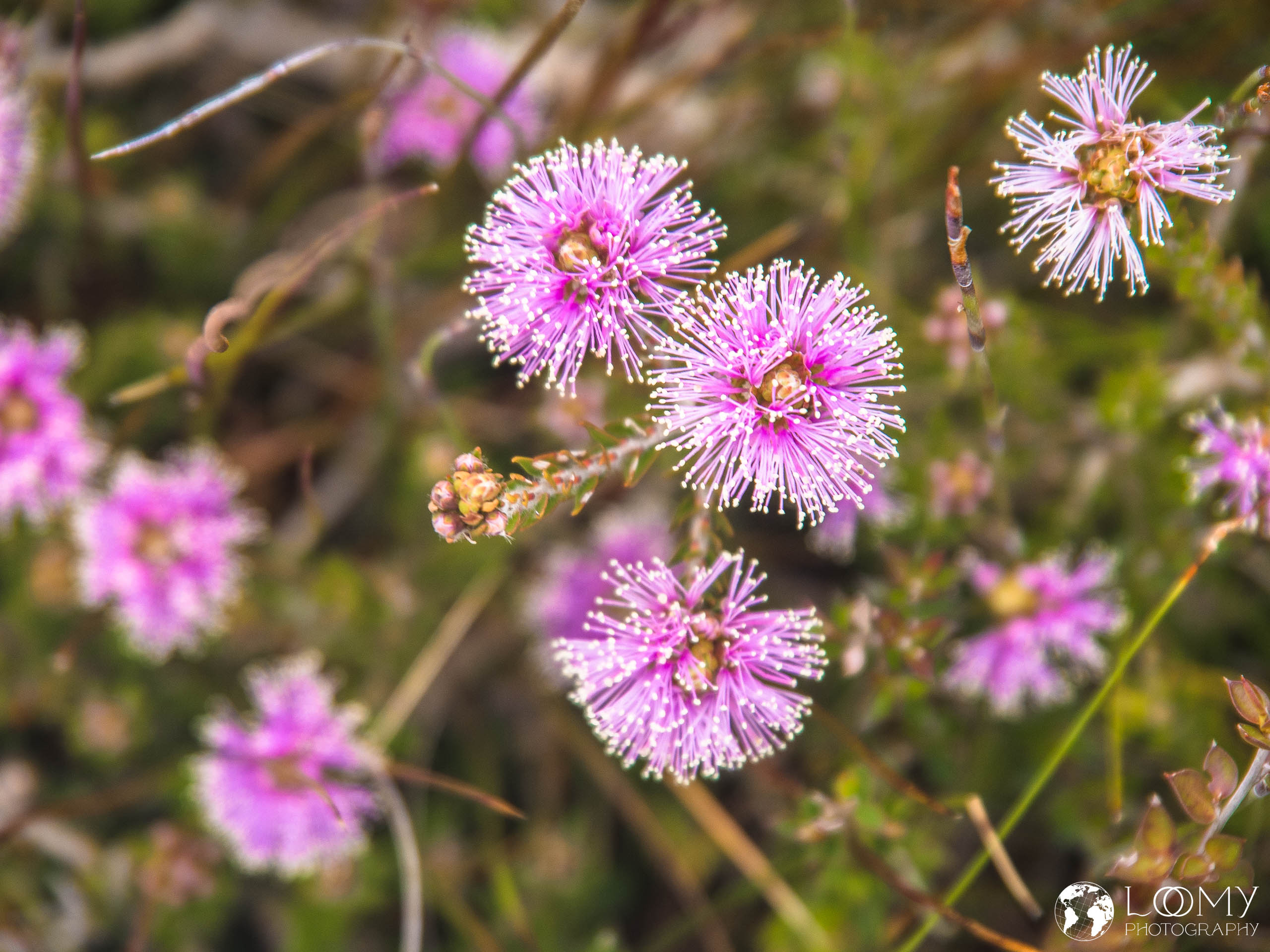 Swamp honeymyrtle