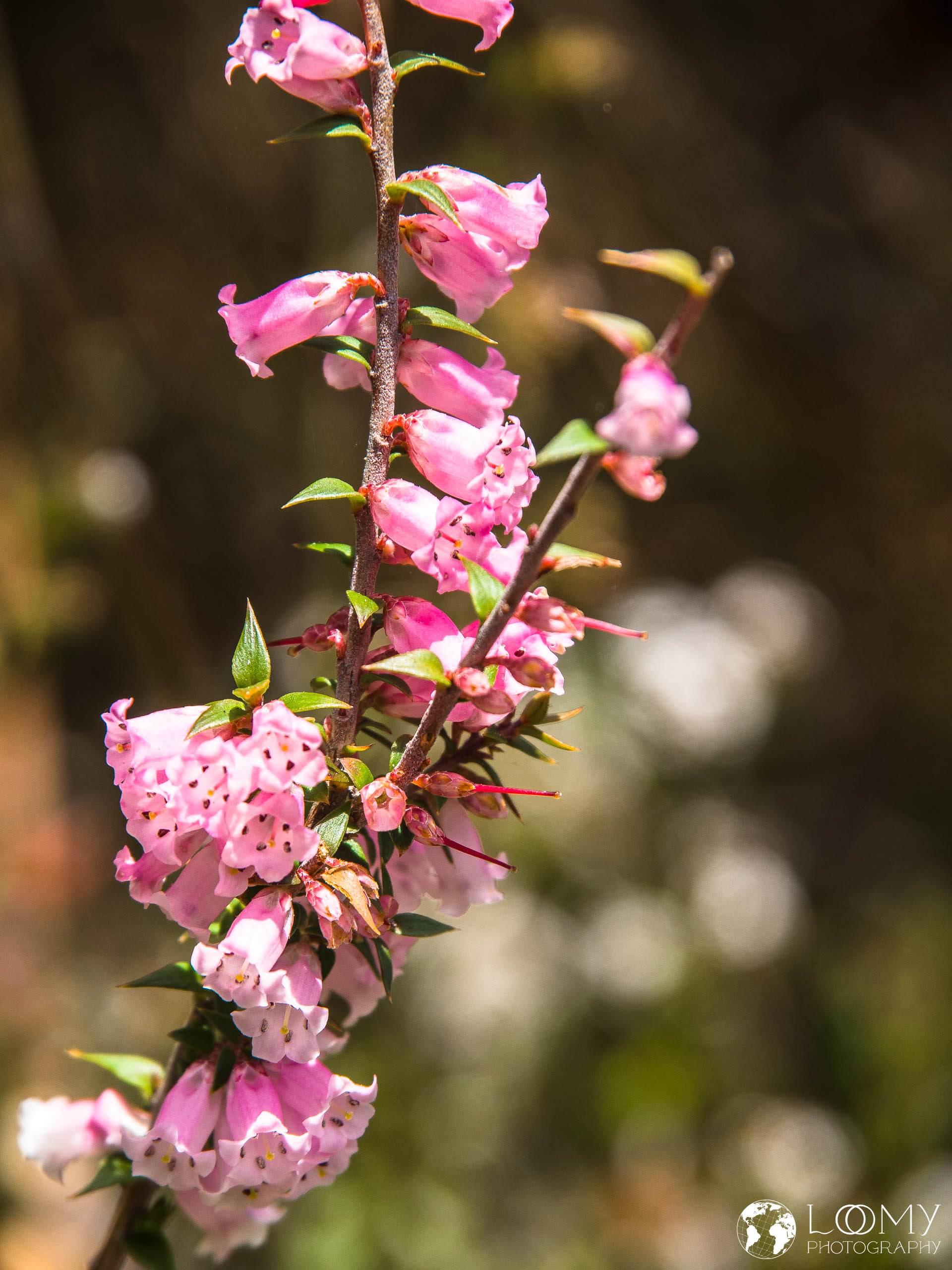 Common heath