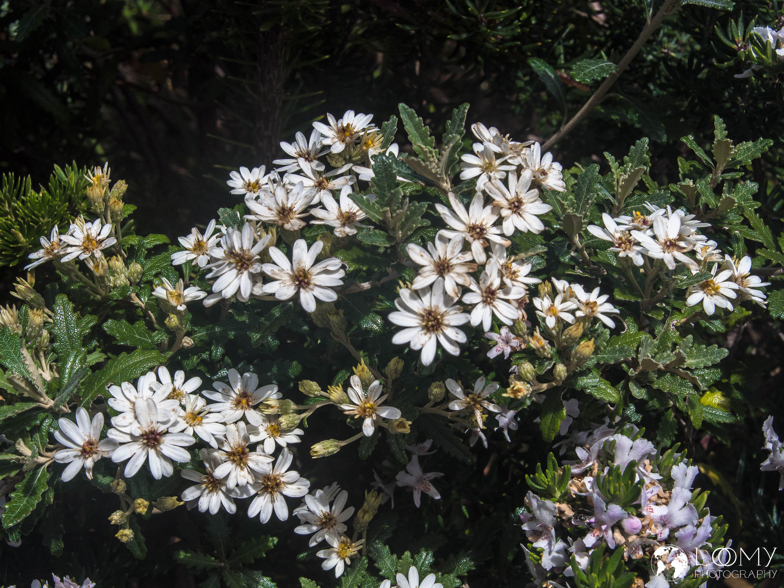 Sawleaf daisybush