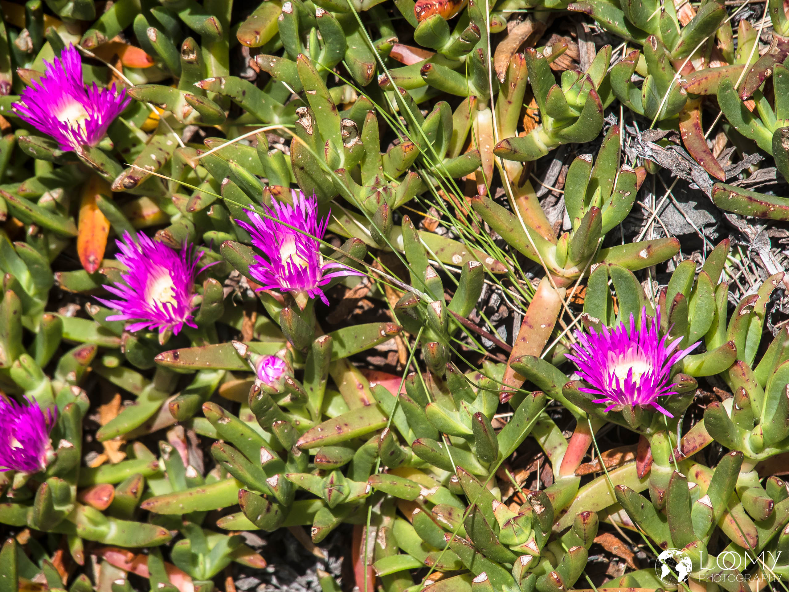 Mittagsblume