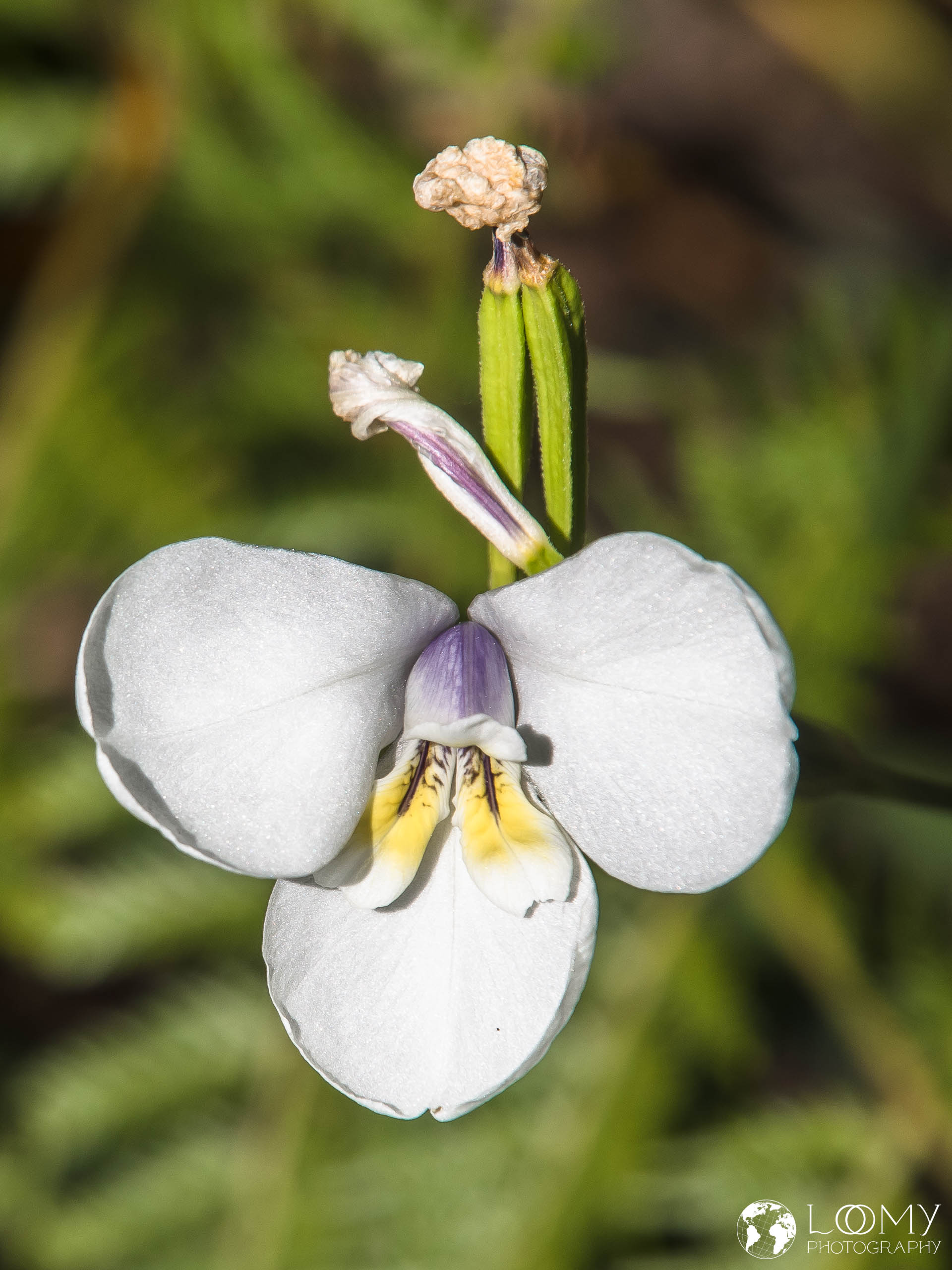 Fleckiris