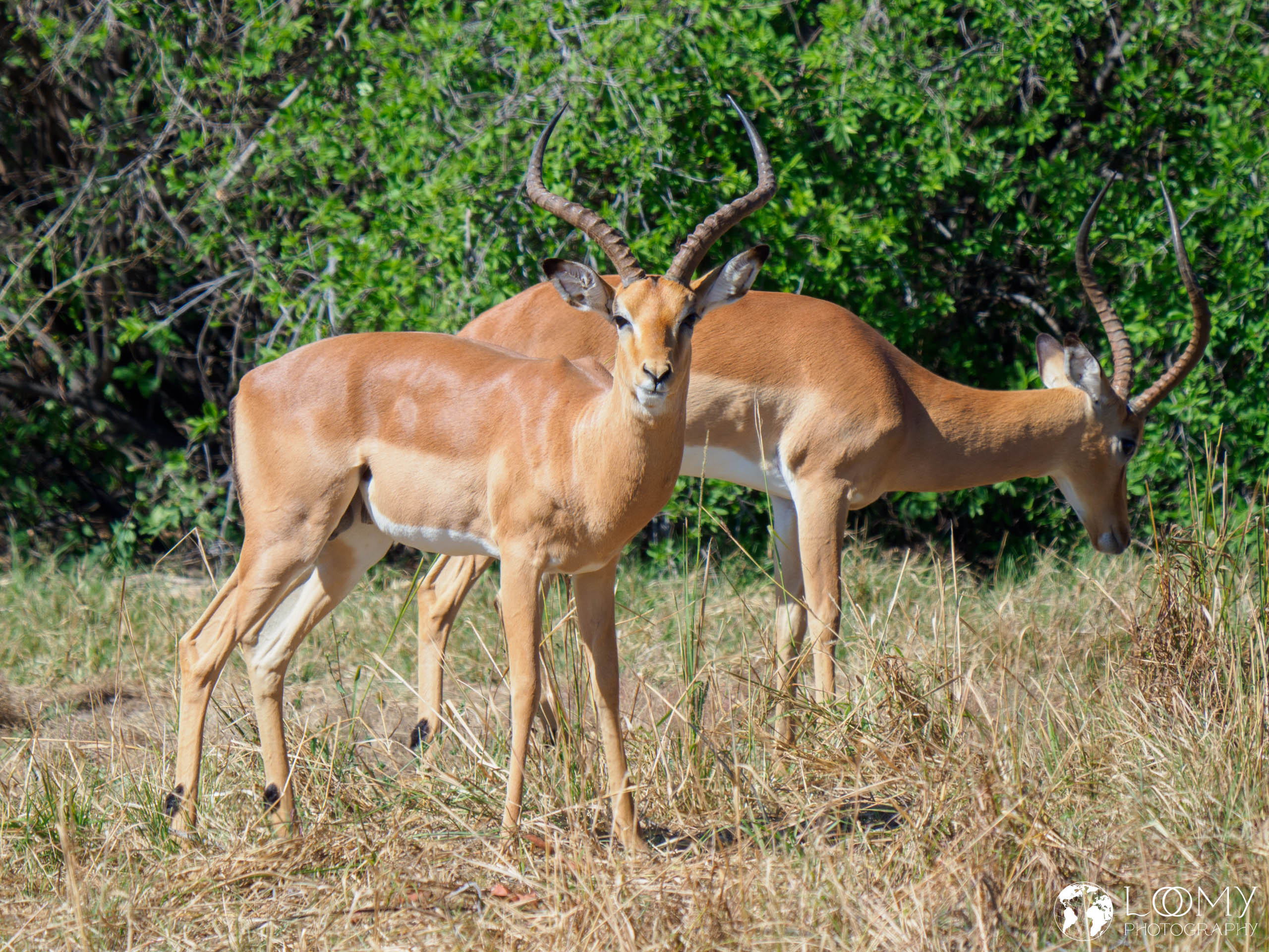 Impalas