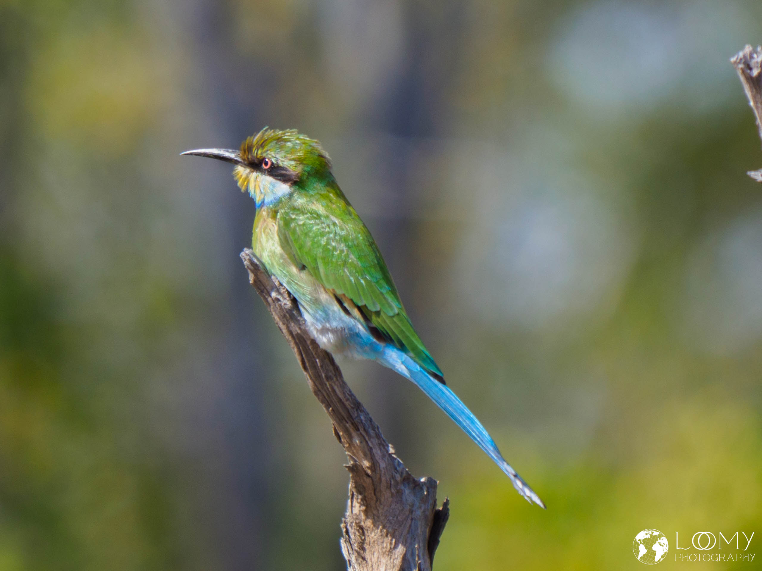 Schwalbenschwanzspint