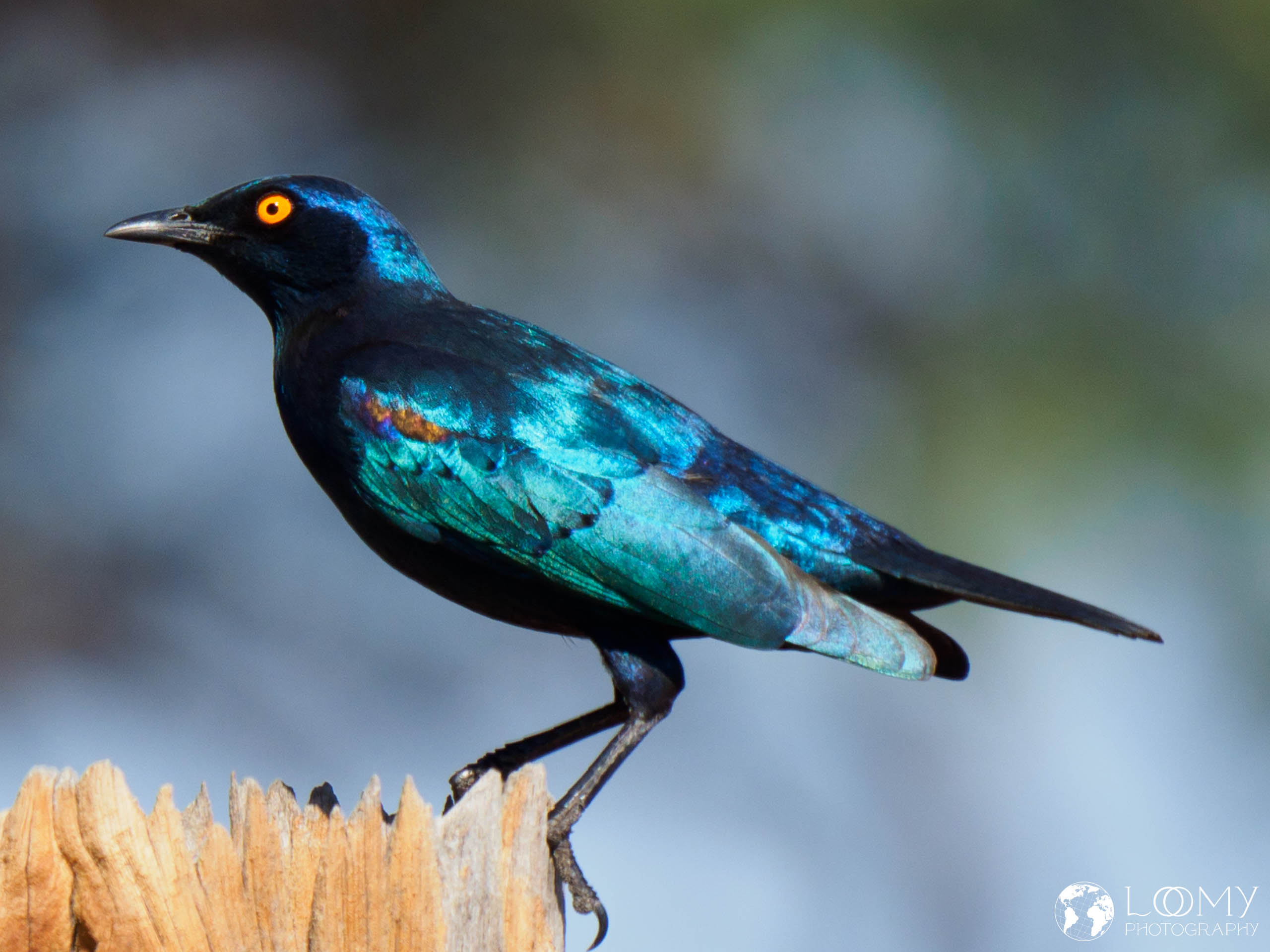 Rotschulter-Glanzstar