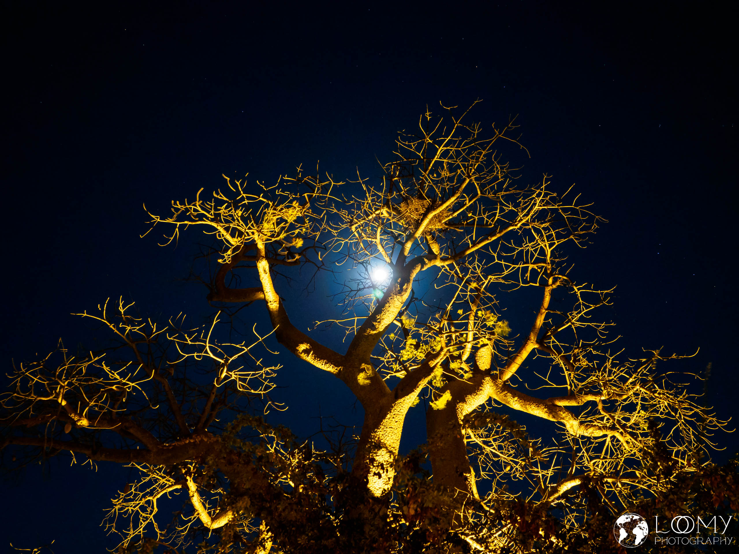 Baobab