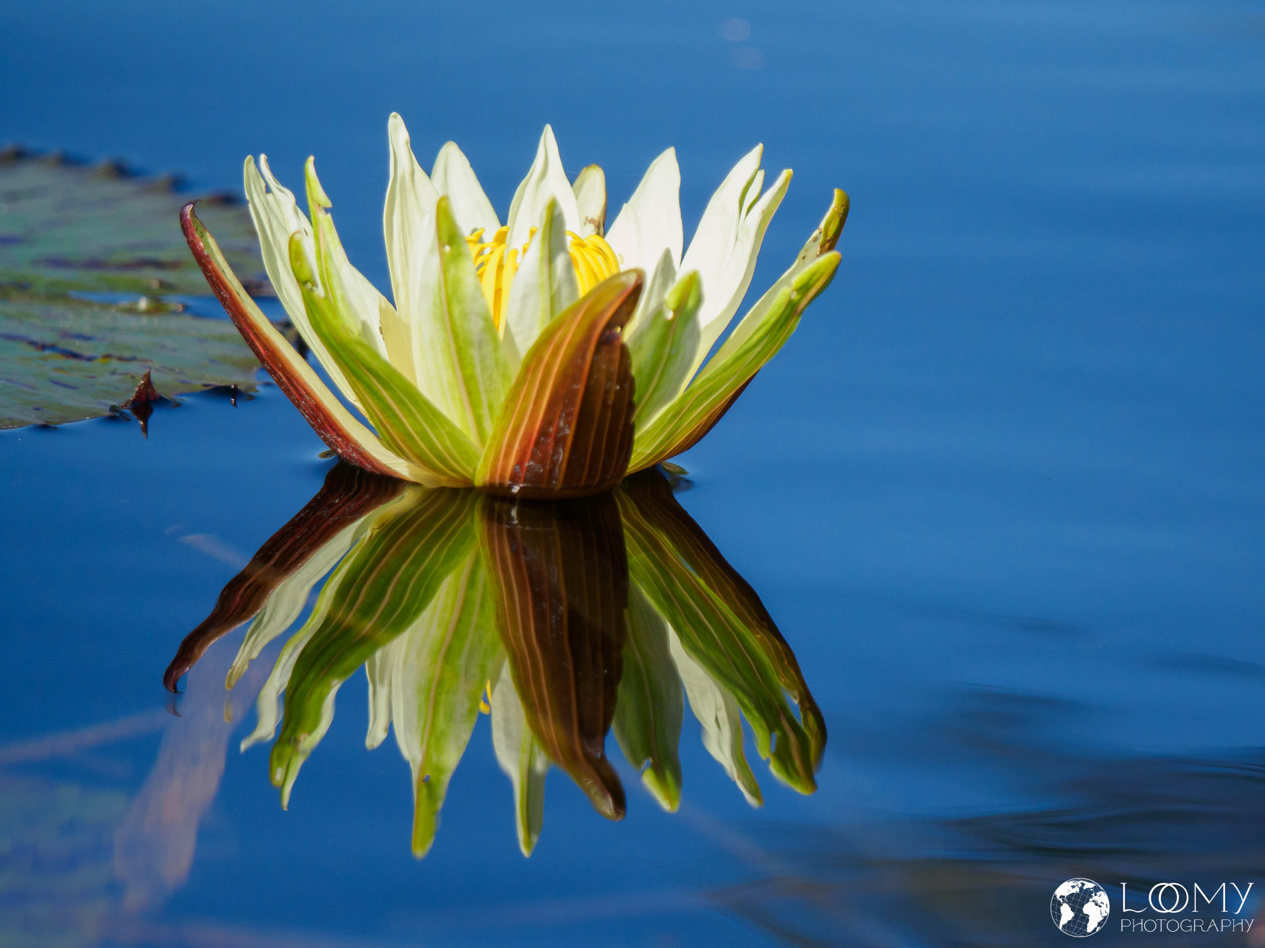 Lotusblüte