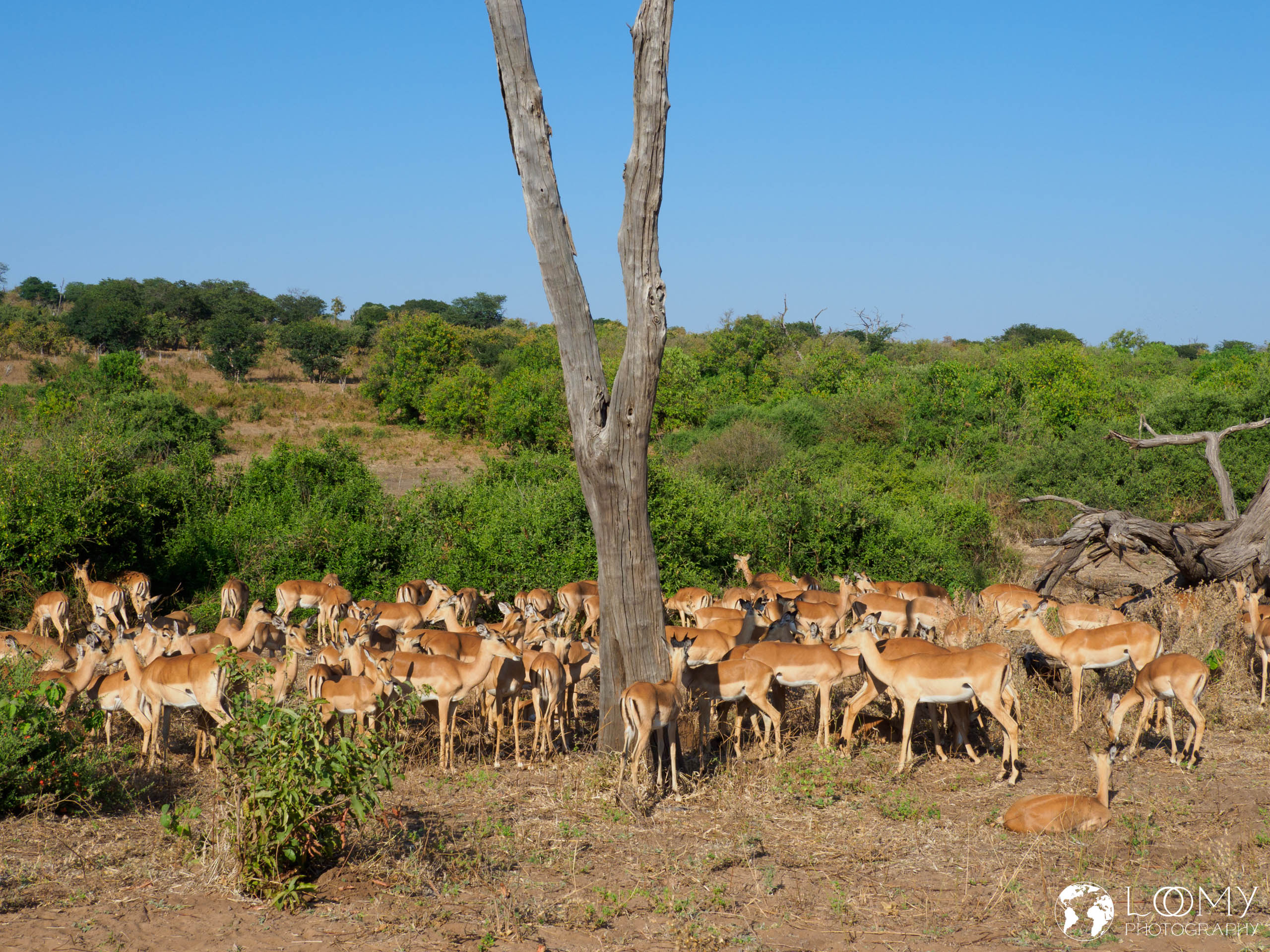 Impalas