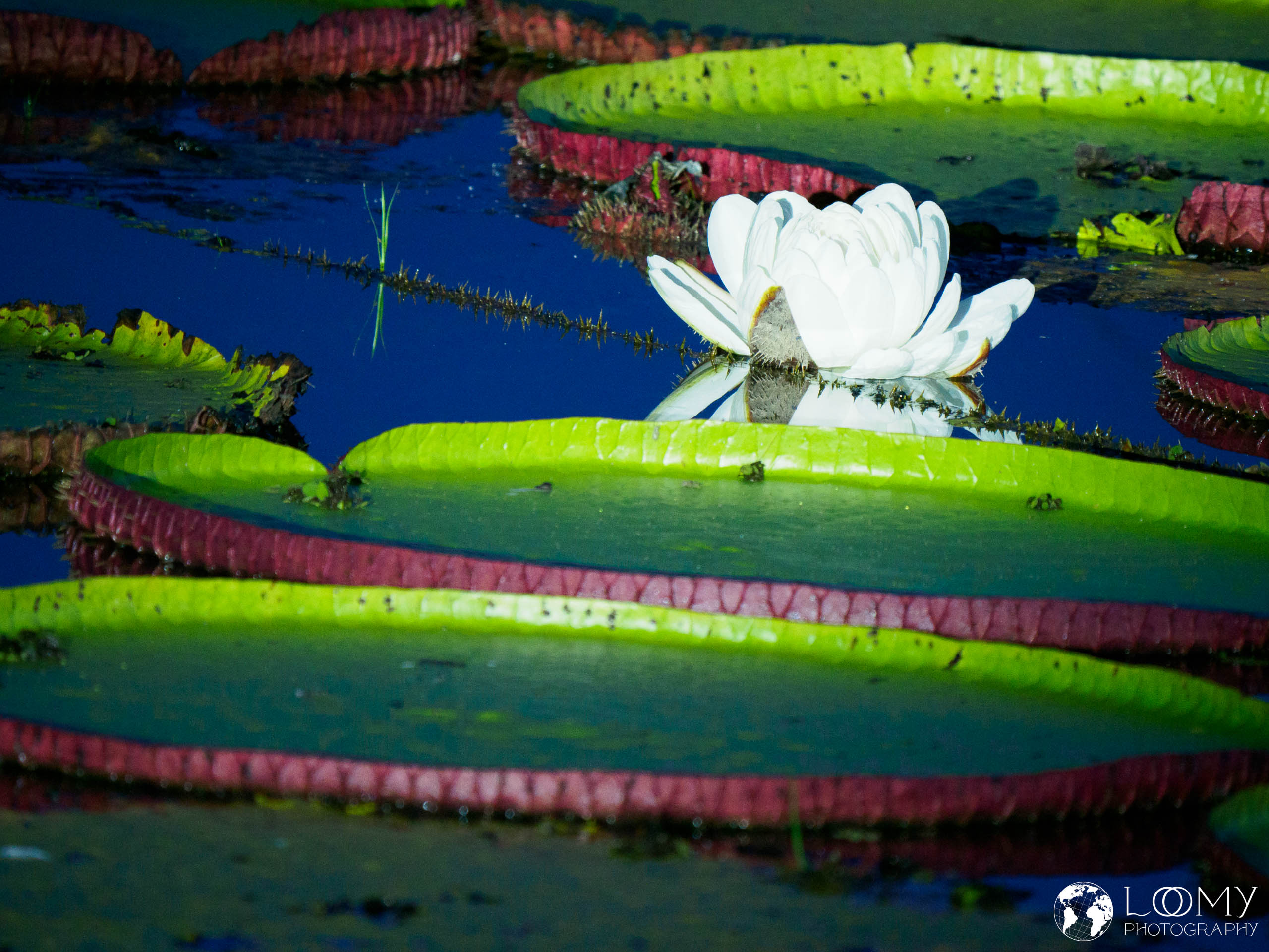 Victoria Amazonica
